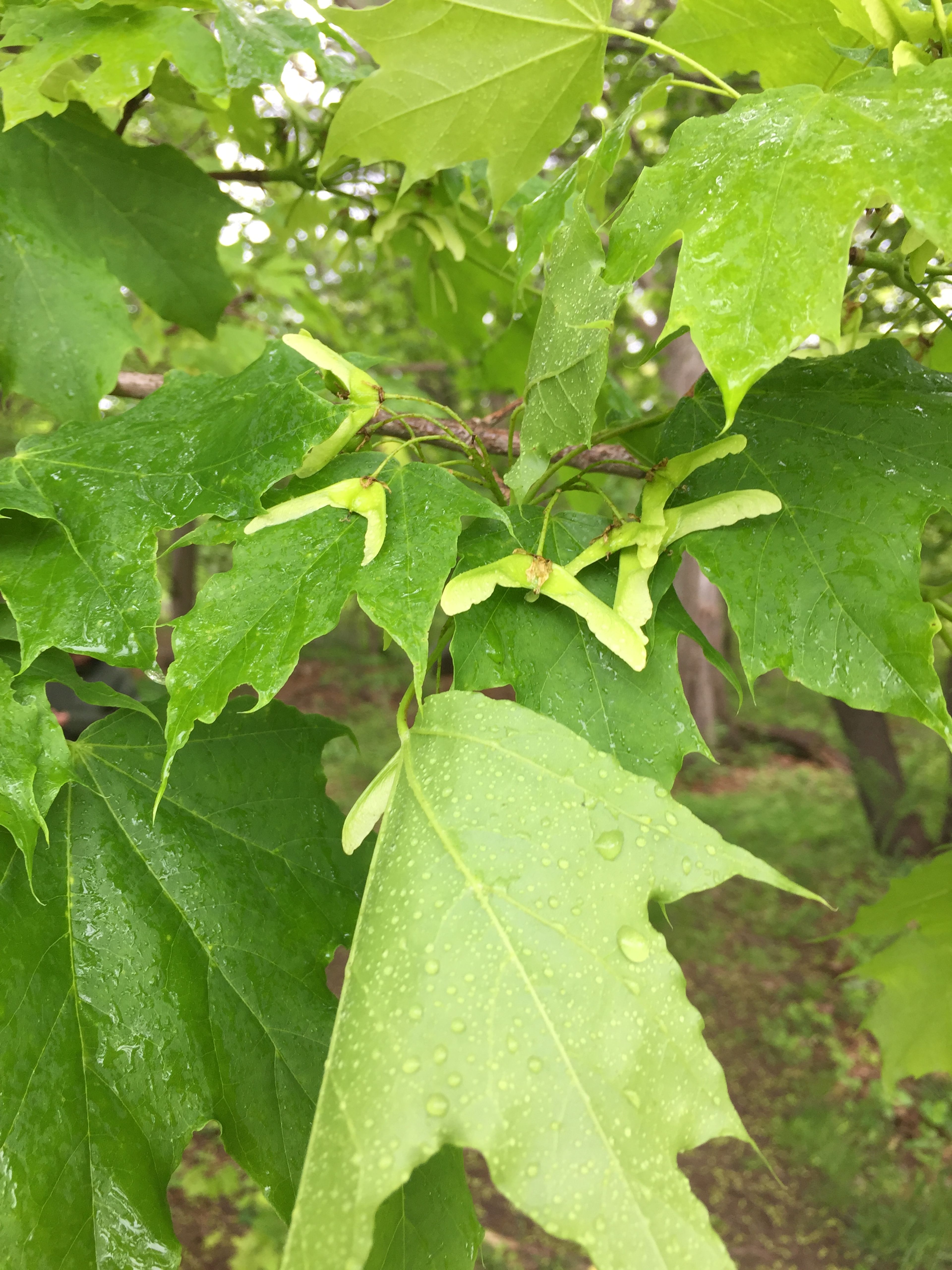 Green maple leaves with samaras affixed.