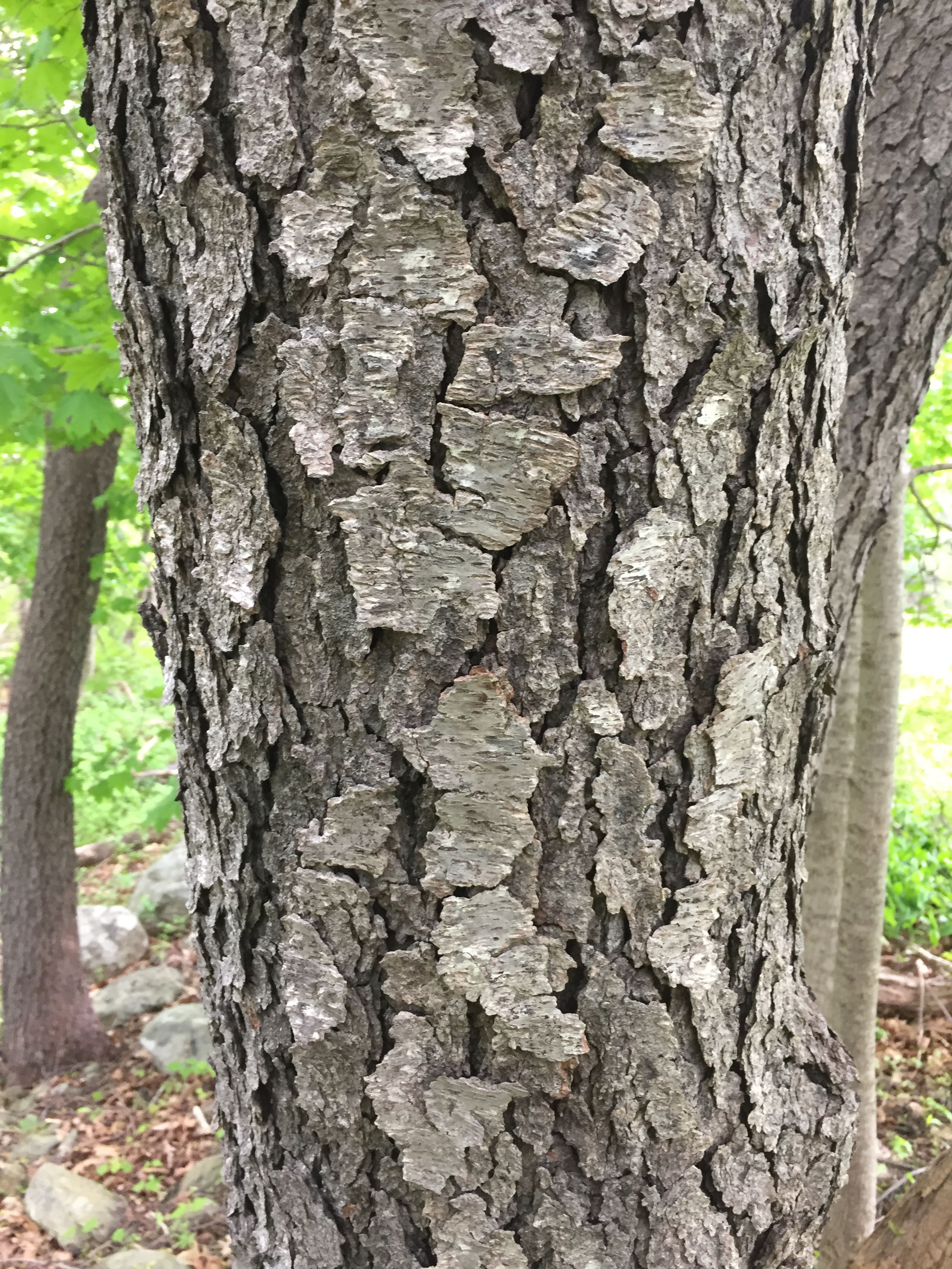 A closeup of bark.