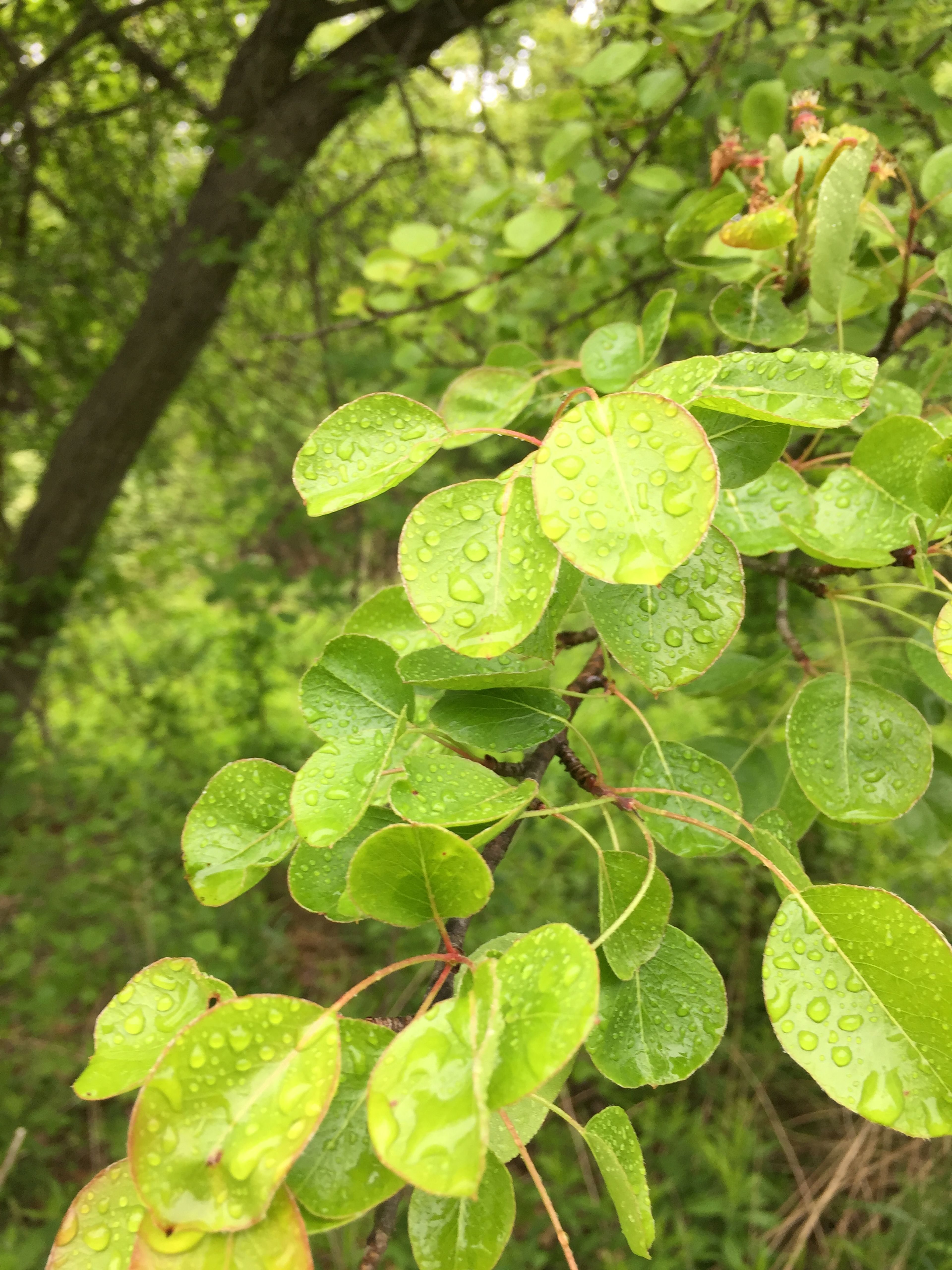 Green leaves are covered in rain drops.