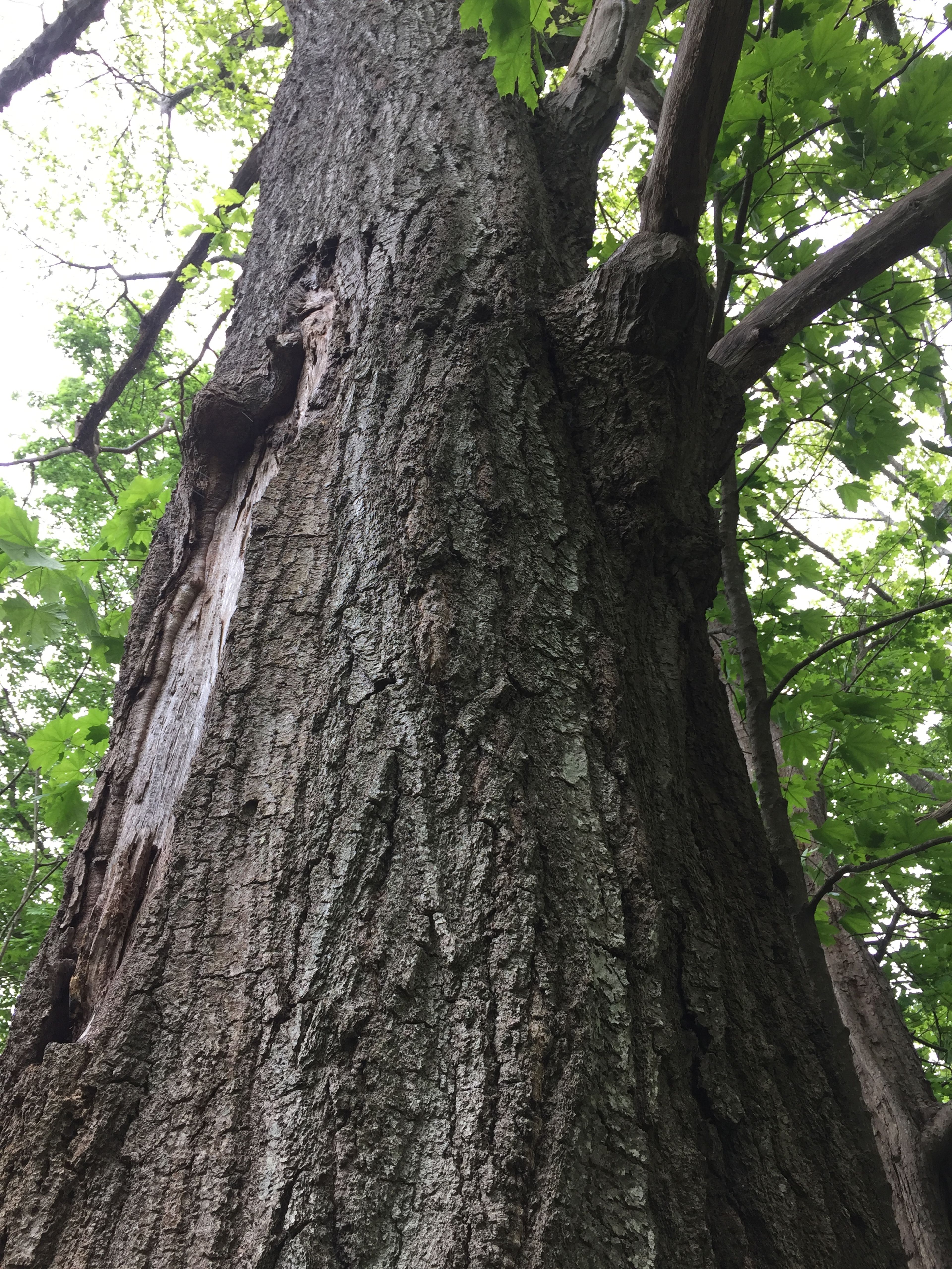 A closeup of bark.