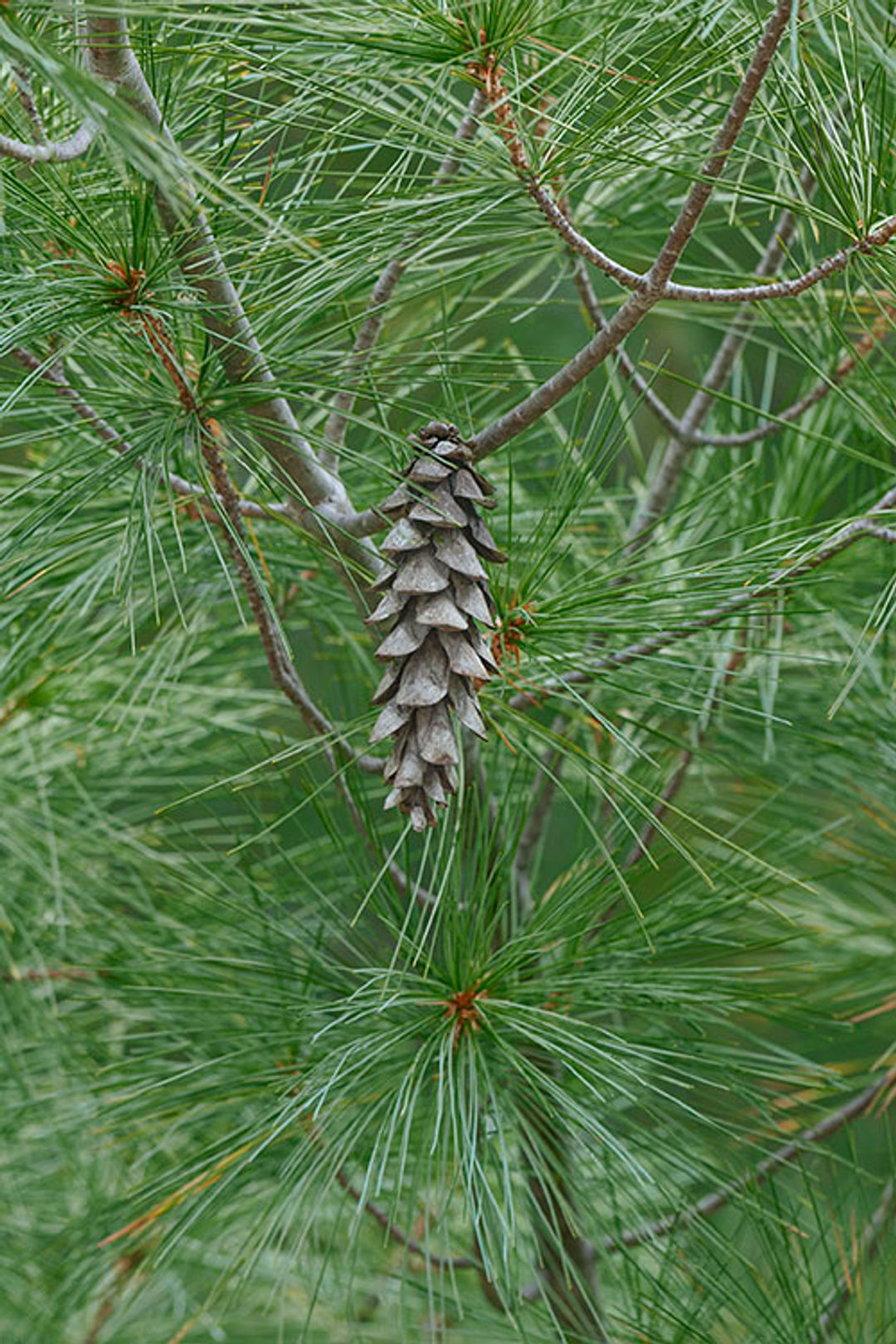 A pine cone hangs among green pine needles.