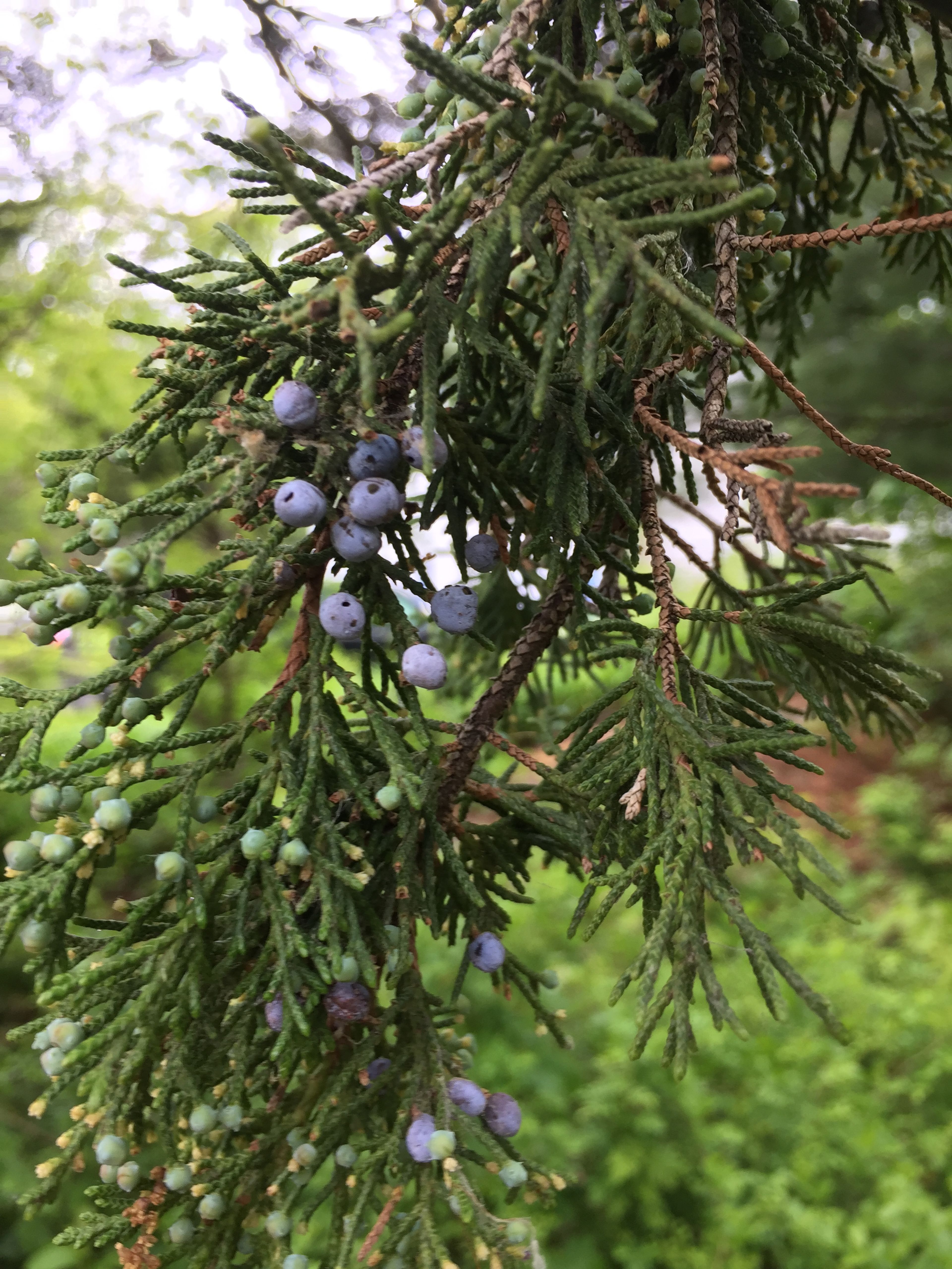 Blueberries hang from a bush.