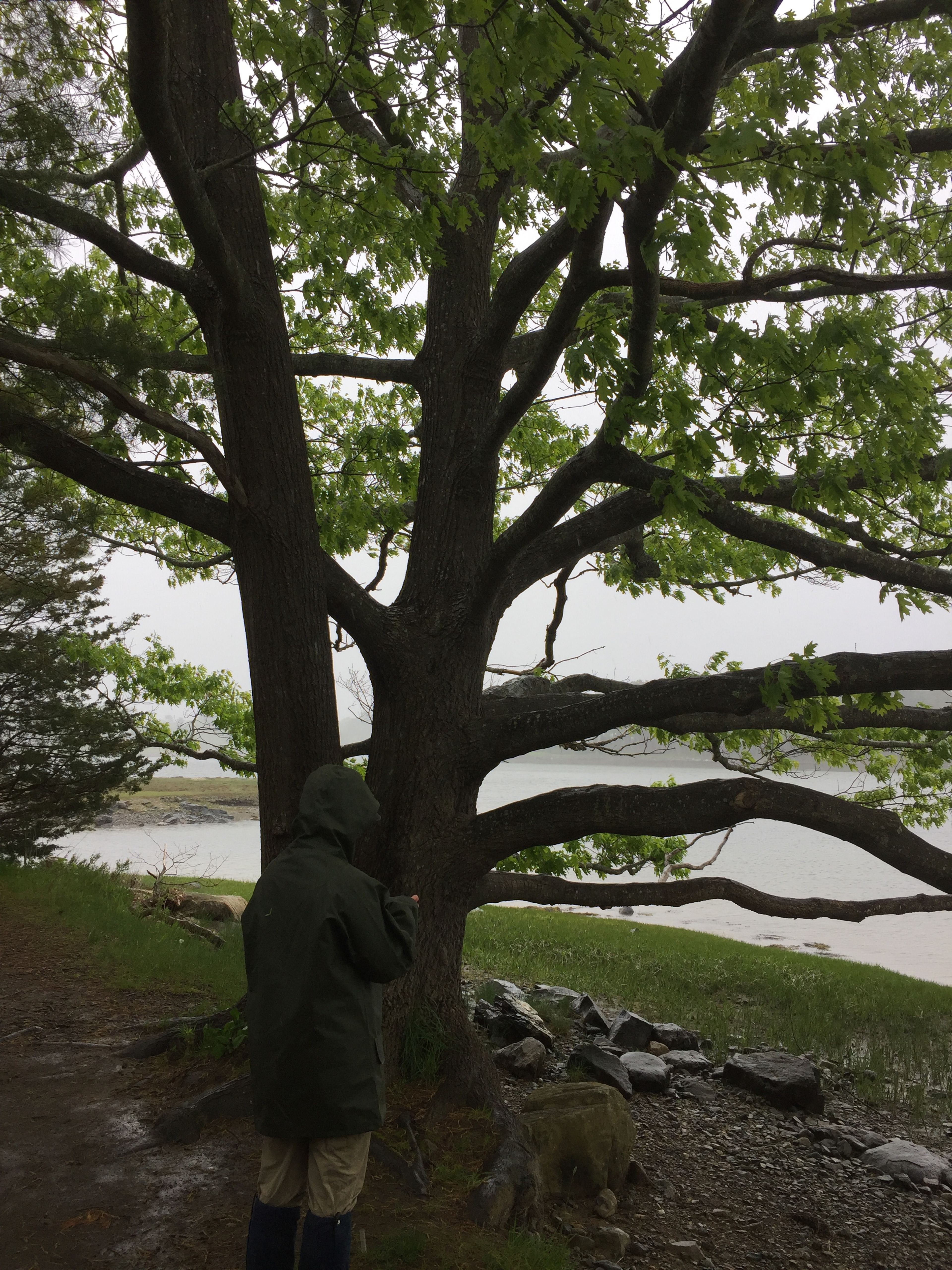 A walker stands in a raincoat near the water.