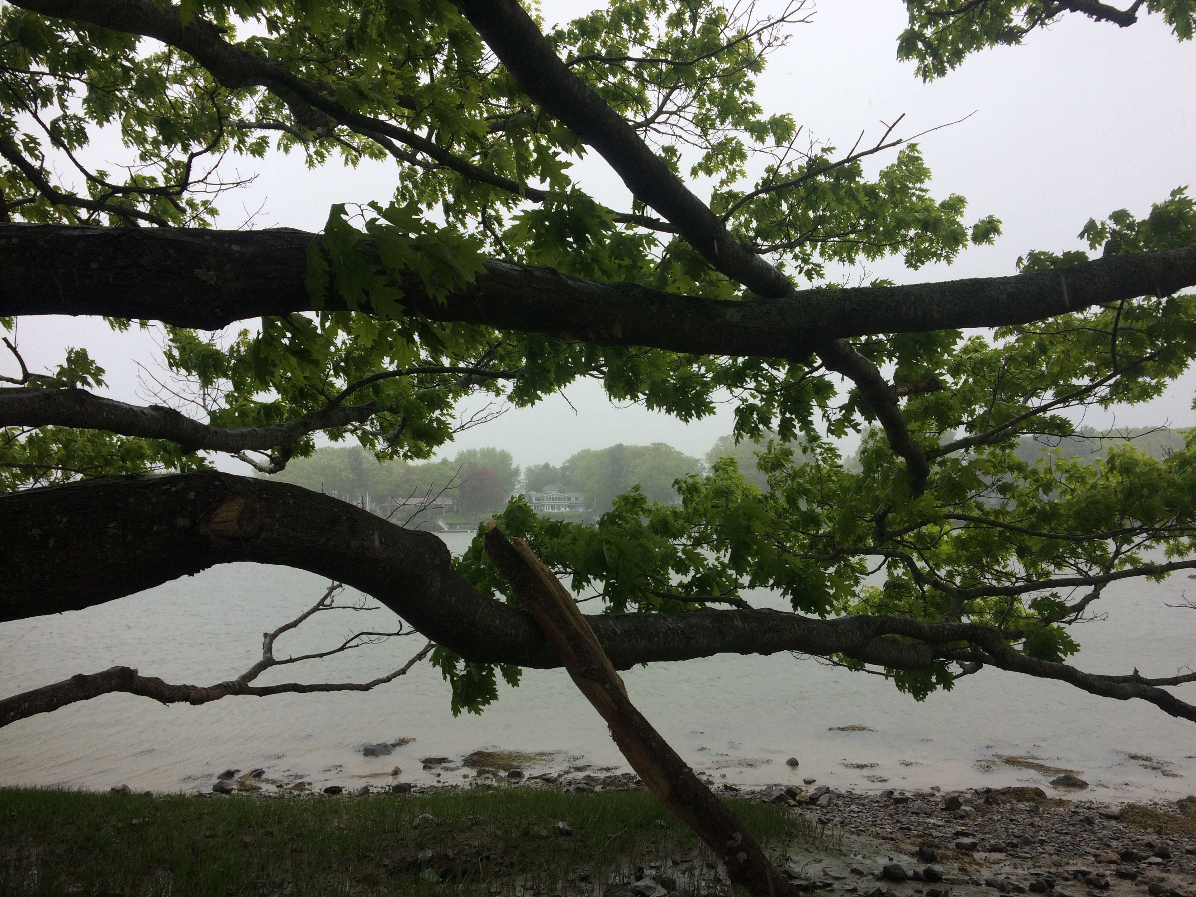 A tree branch on a rainy day near the water.