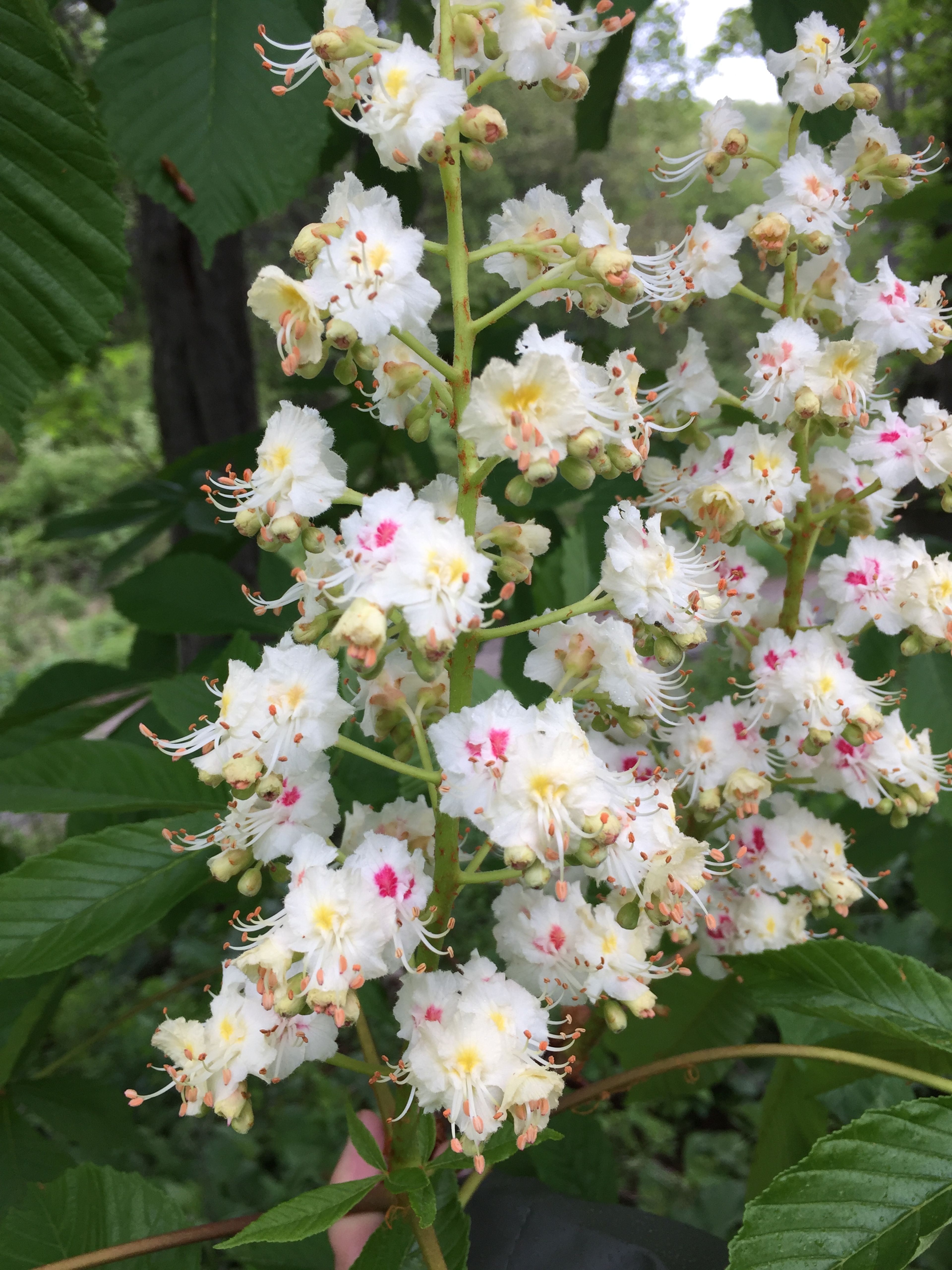 White flowers bloom on a branch.