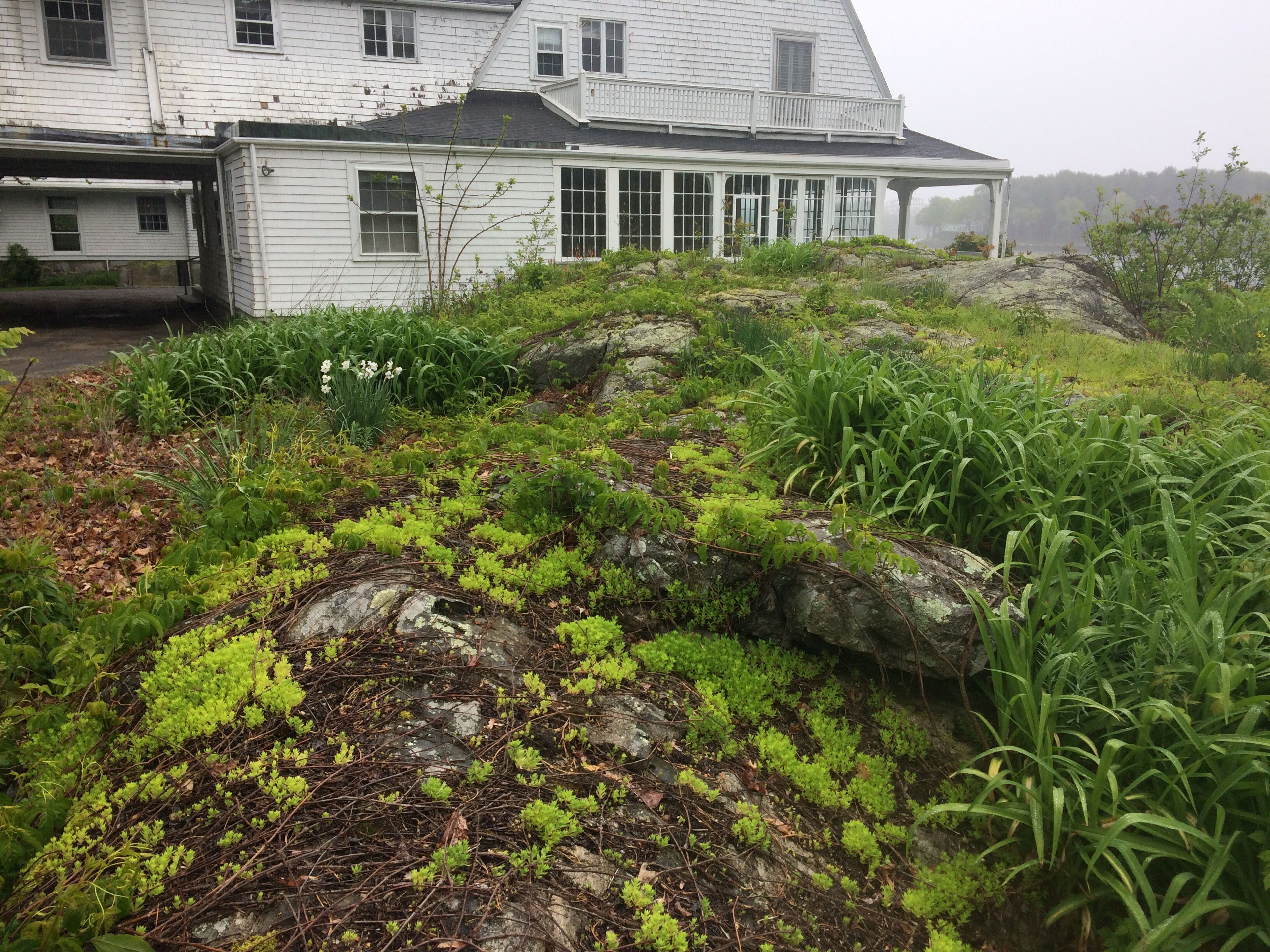 A rock is covered in vines with the shore behind.