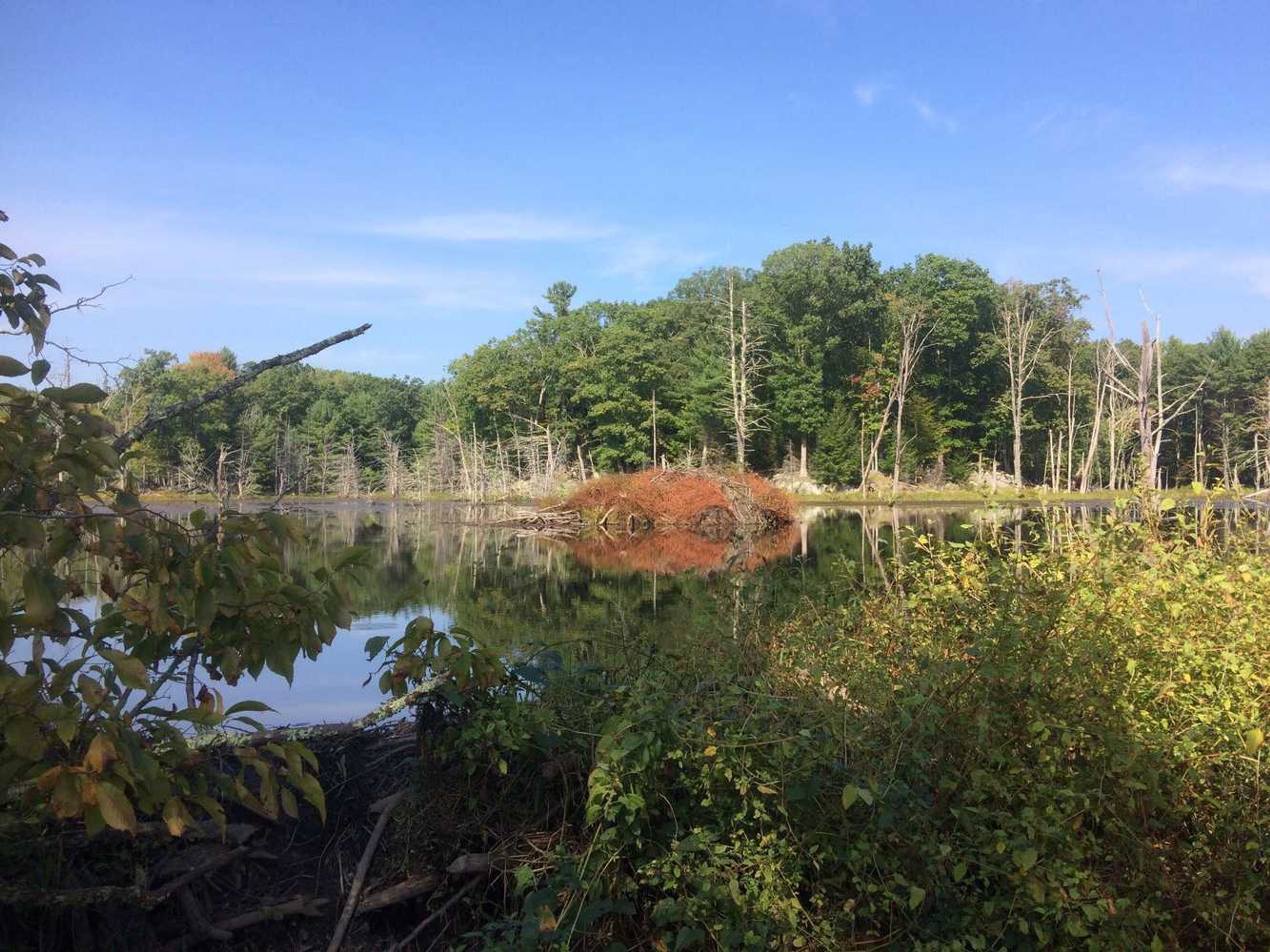 A view of the beaver dam on the pond.