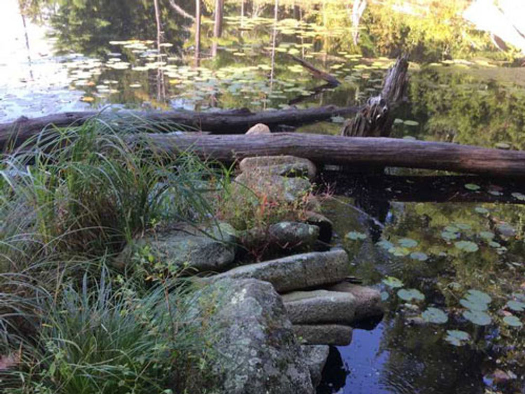 Lilies across a pond near fallen trees.