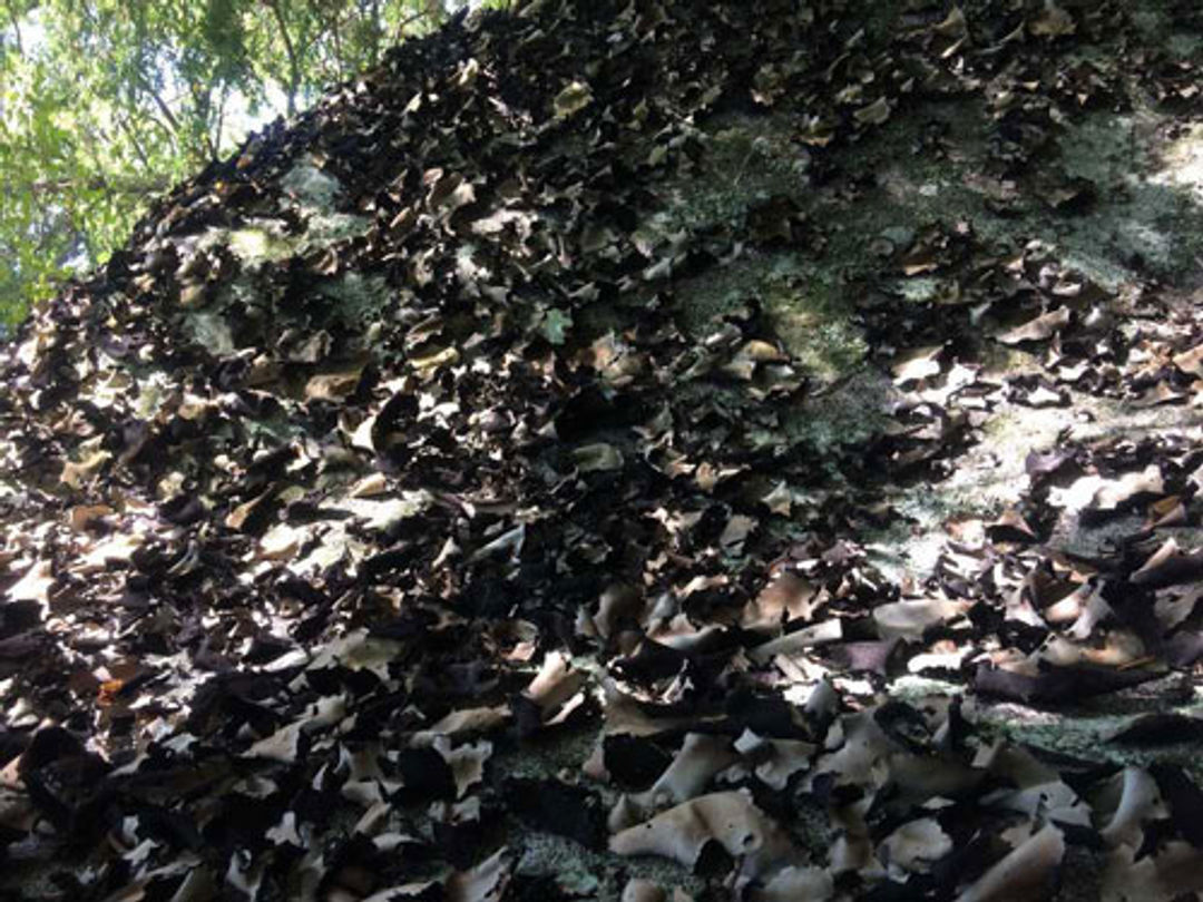 A closeup of a rock is covered in vegetation.