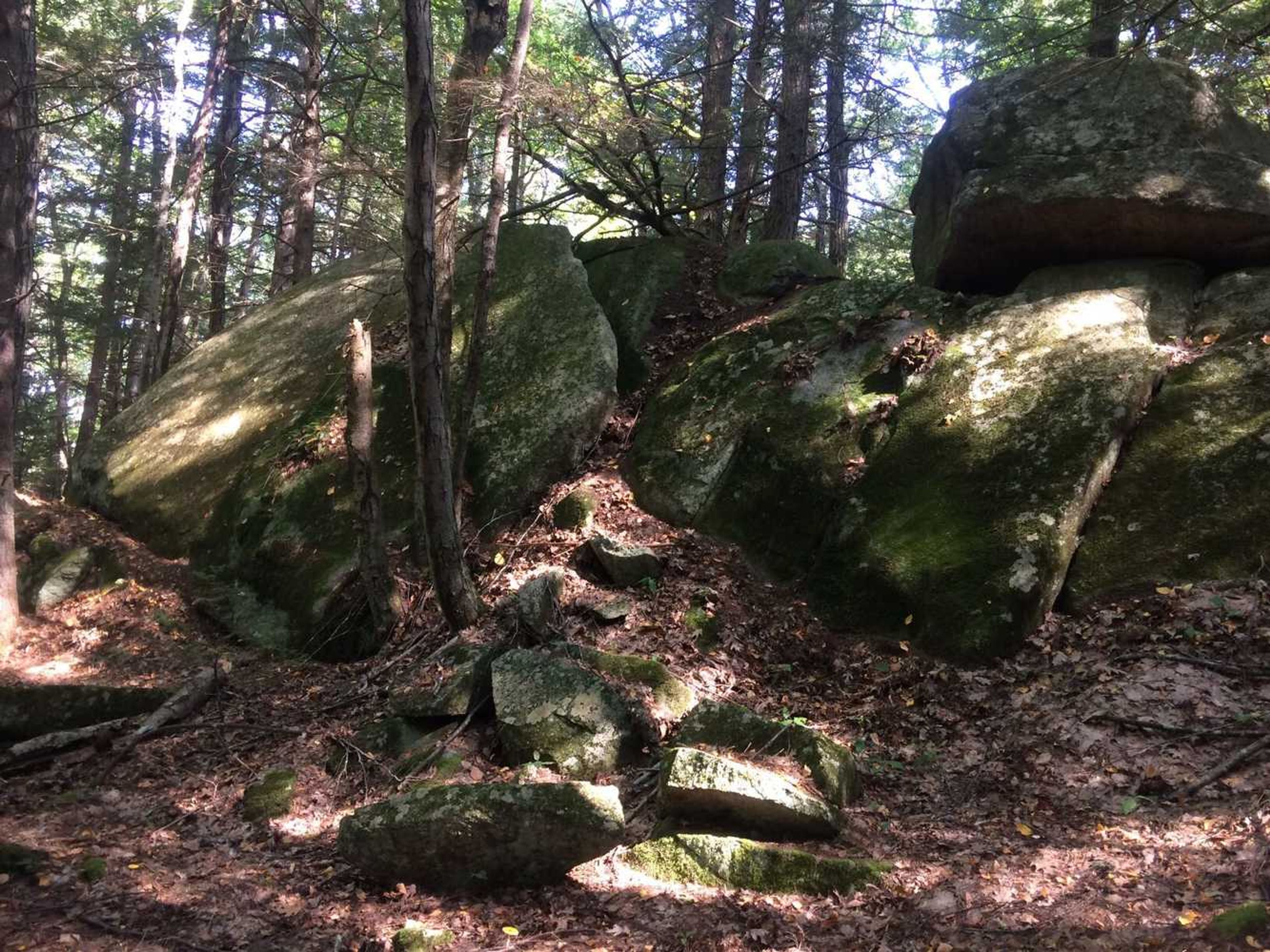 Large boulders are scattered in the forest.