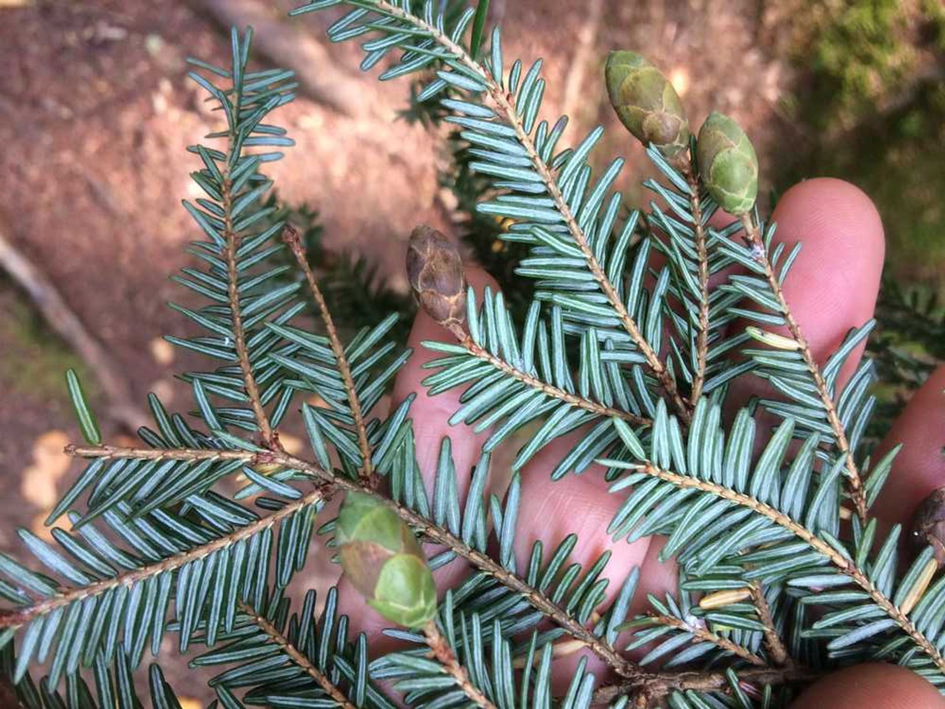 A hand holds green pine needles and budding cones.