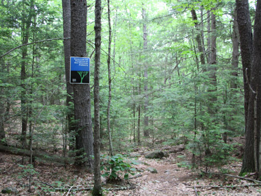 A Forest Society sign hangs on a tree above the trail through the woods.