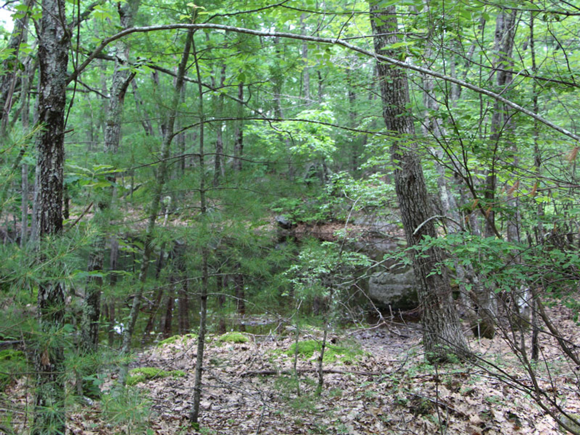 A pond in the forest surrounded by green trees.