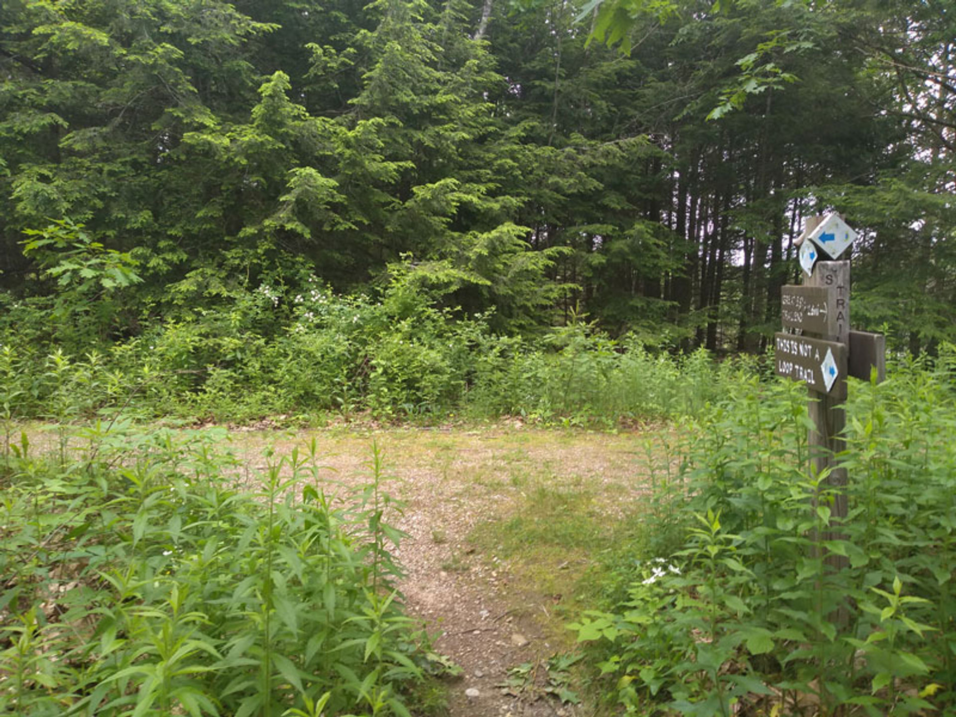 A trail goes through a field with trees behind. 