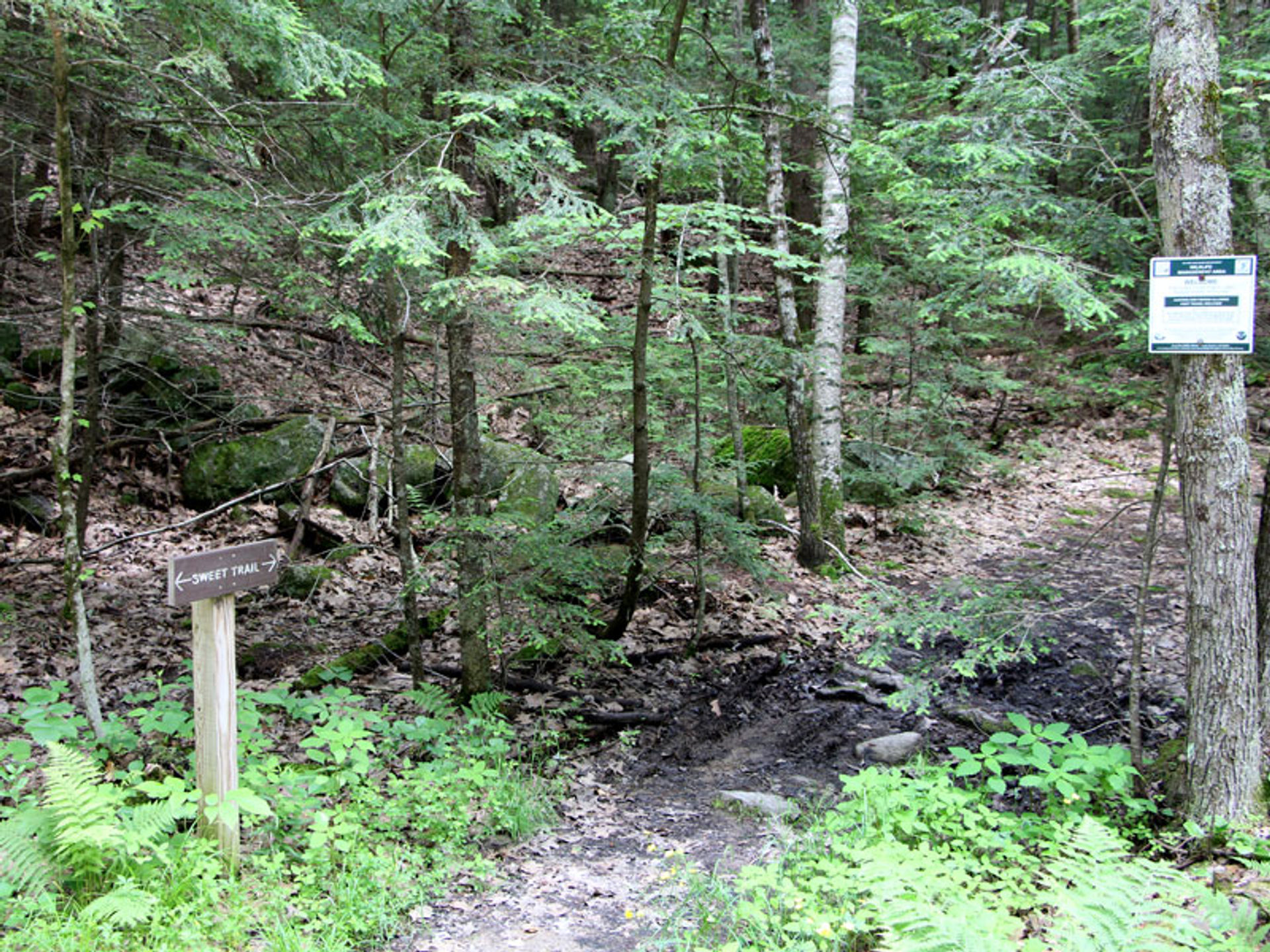 A wooden sign for the Sweet Trail is seen along the path through the forest.