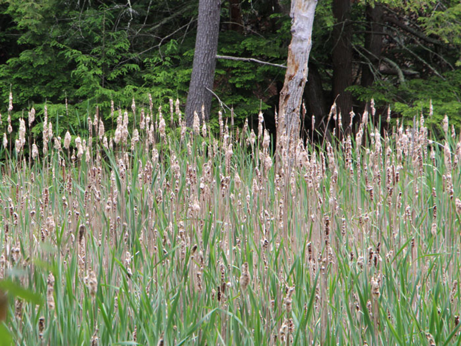 An expanse of reeds with forest behind.