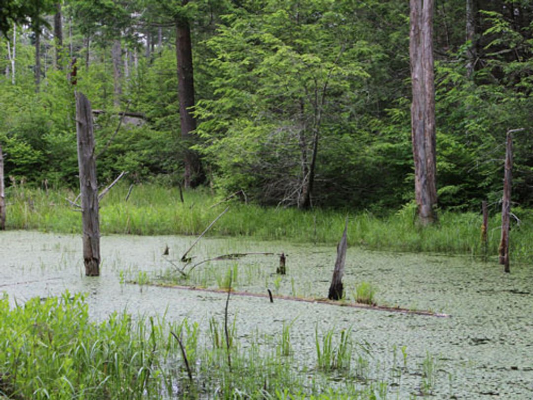 A green-covered bog with snags and surrounded by forest.