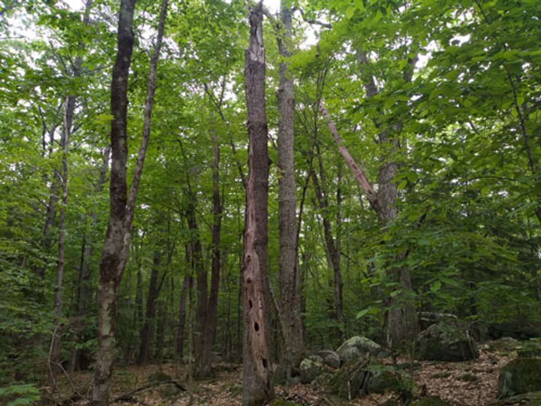 A snag in the forest is covered in woodpecker holes.