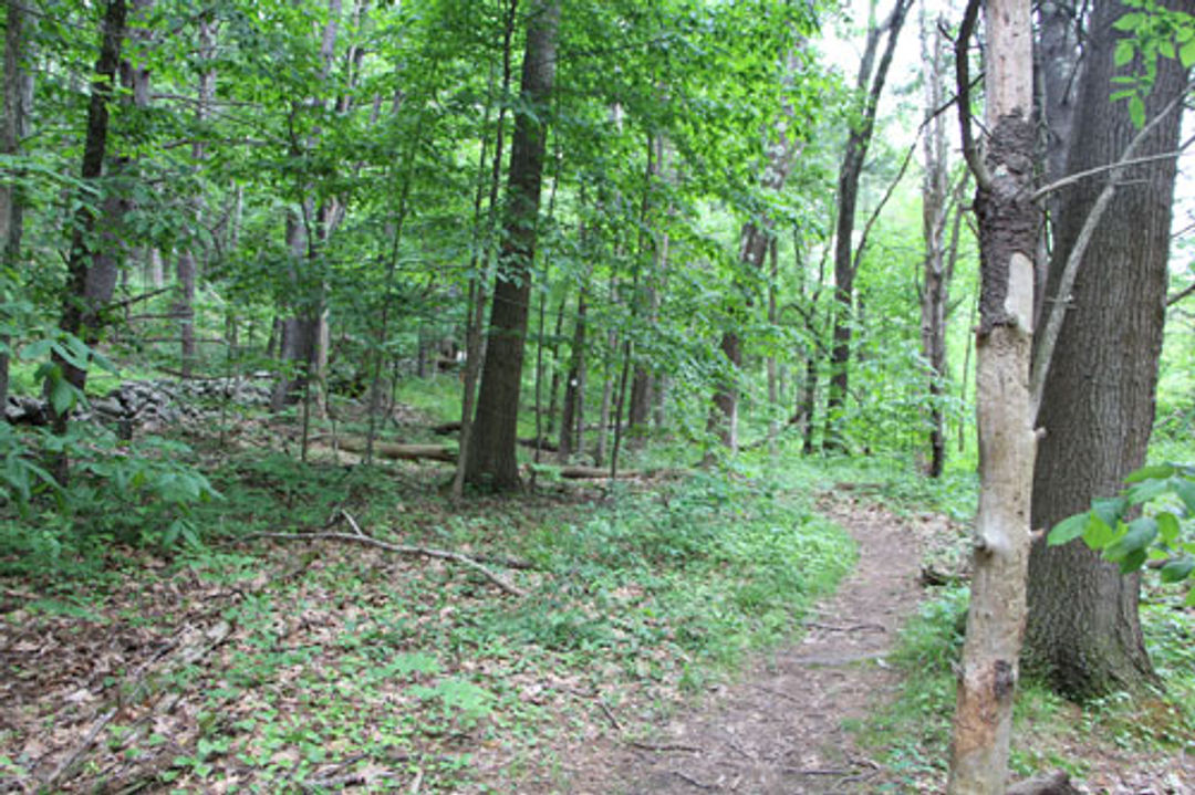 A path through a green forest.