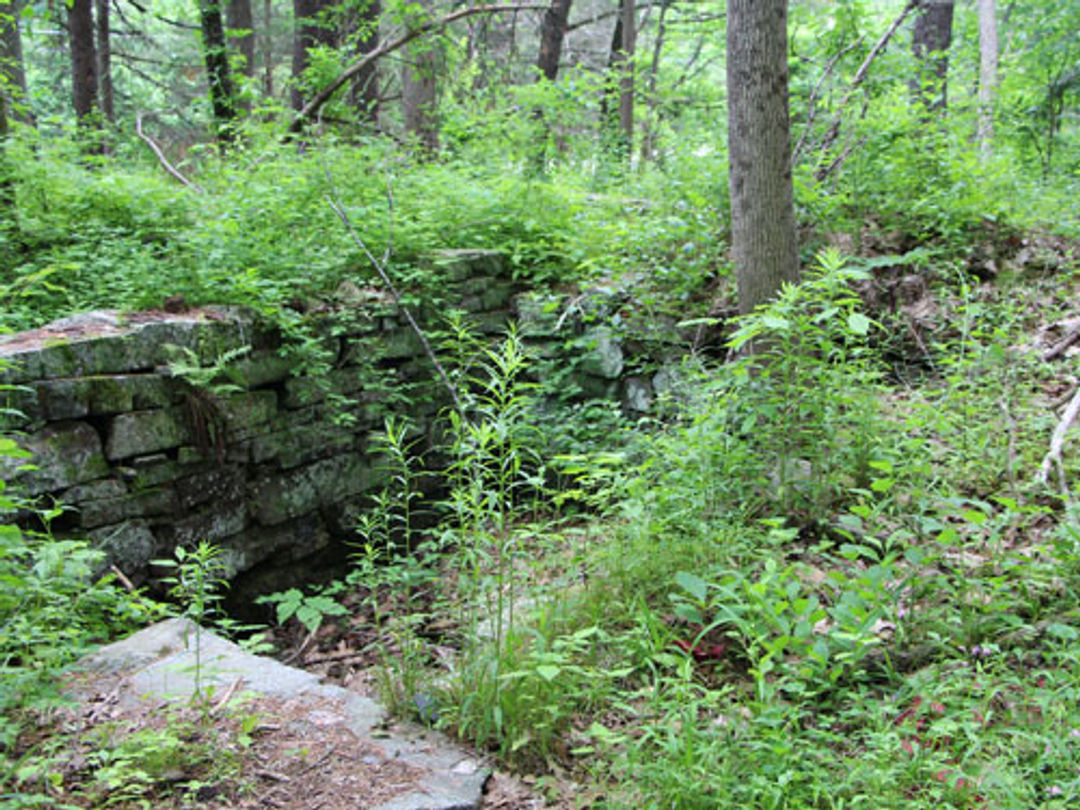 A rock wall in the forest.