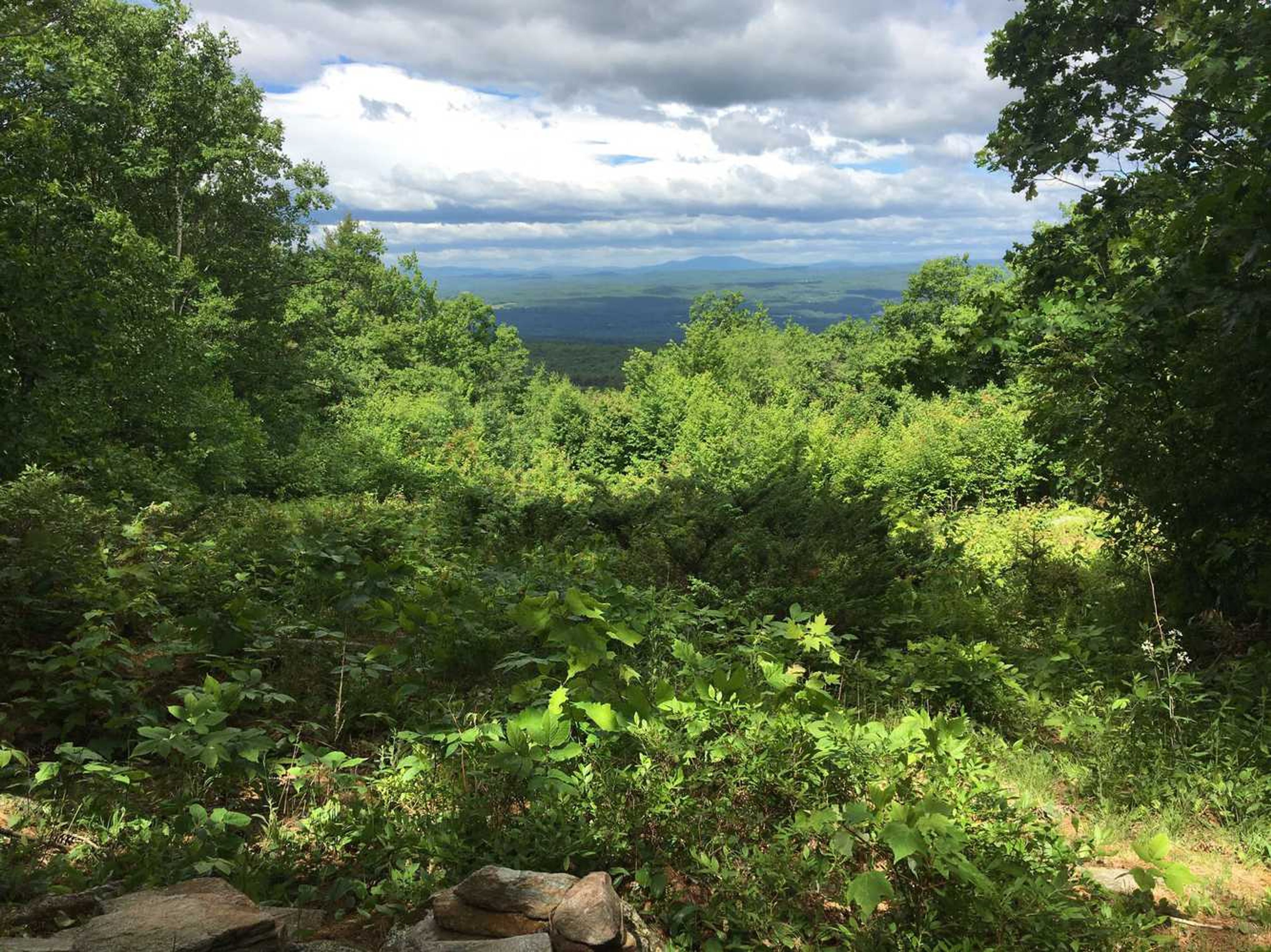 A view of the mountains in the distance beyond green forest.