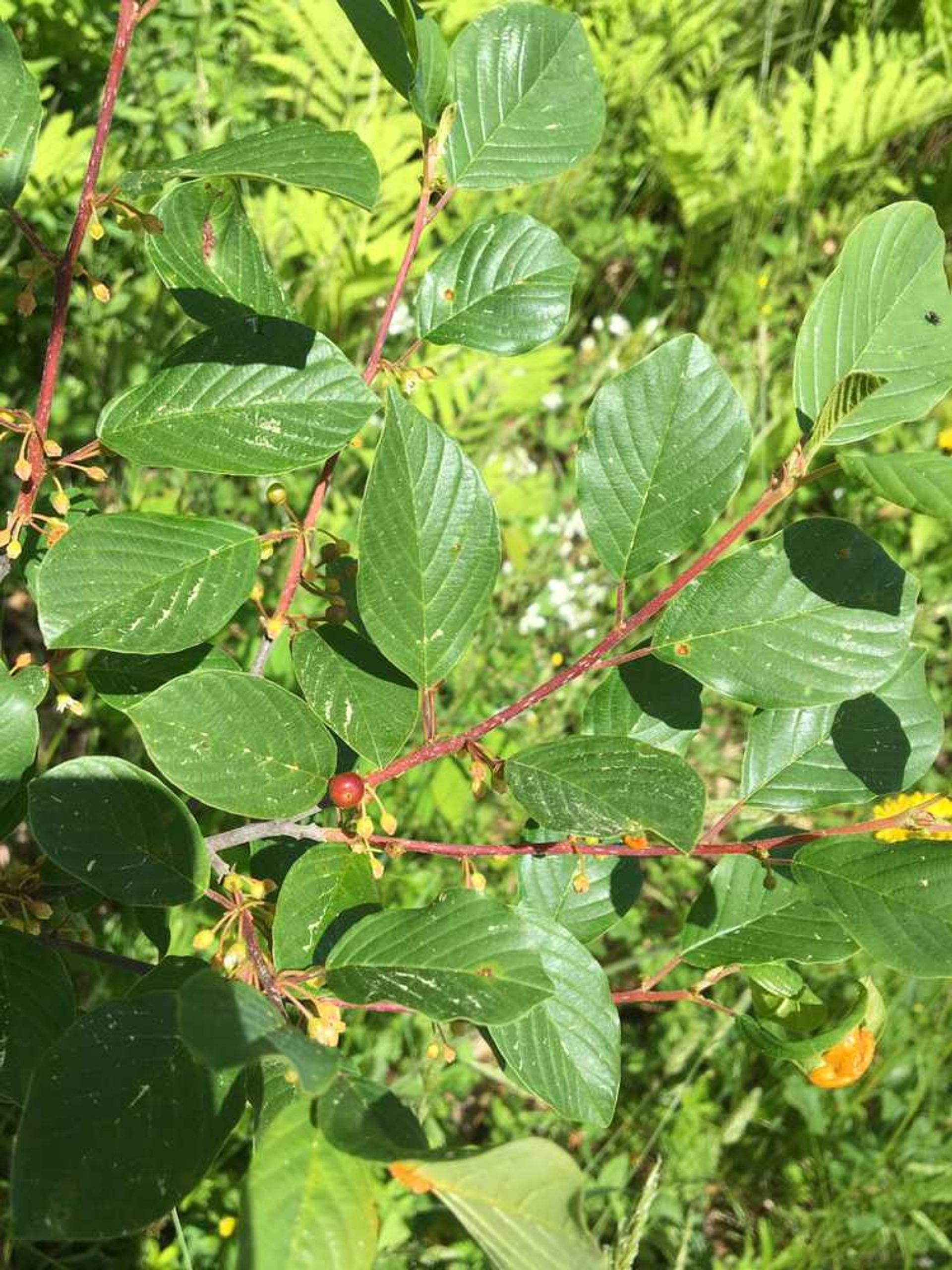 Green leaves and one red berry.