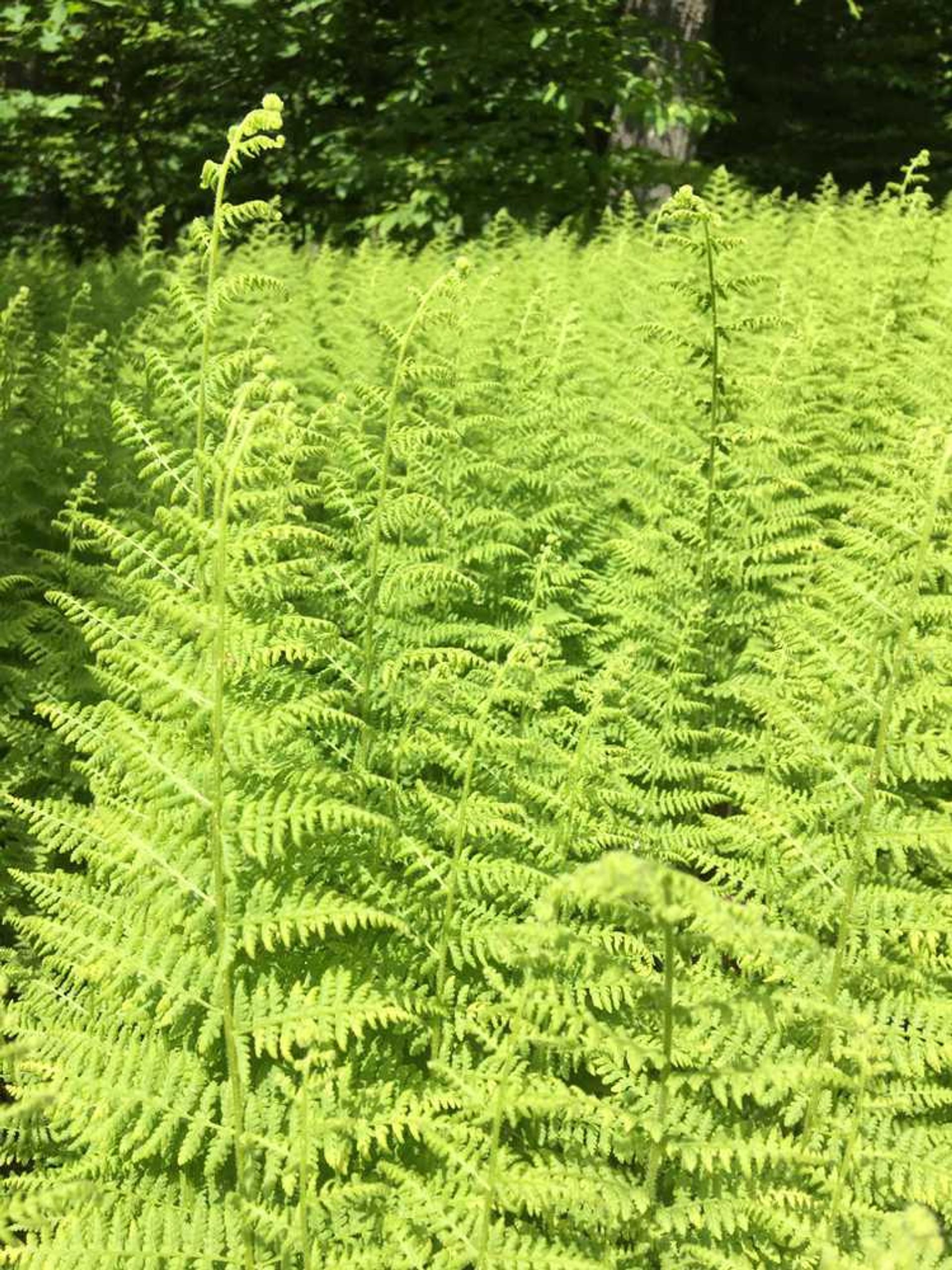 A field of green ferns.