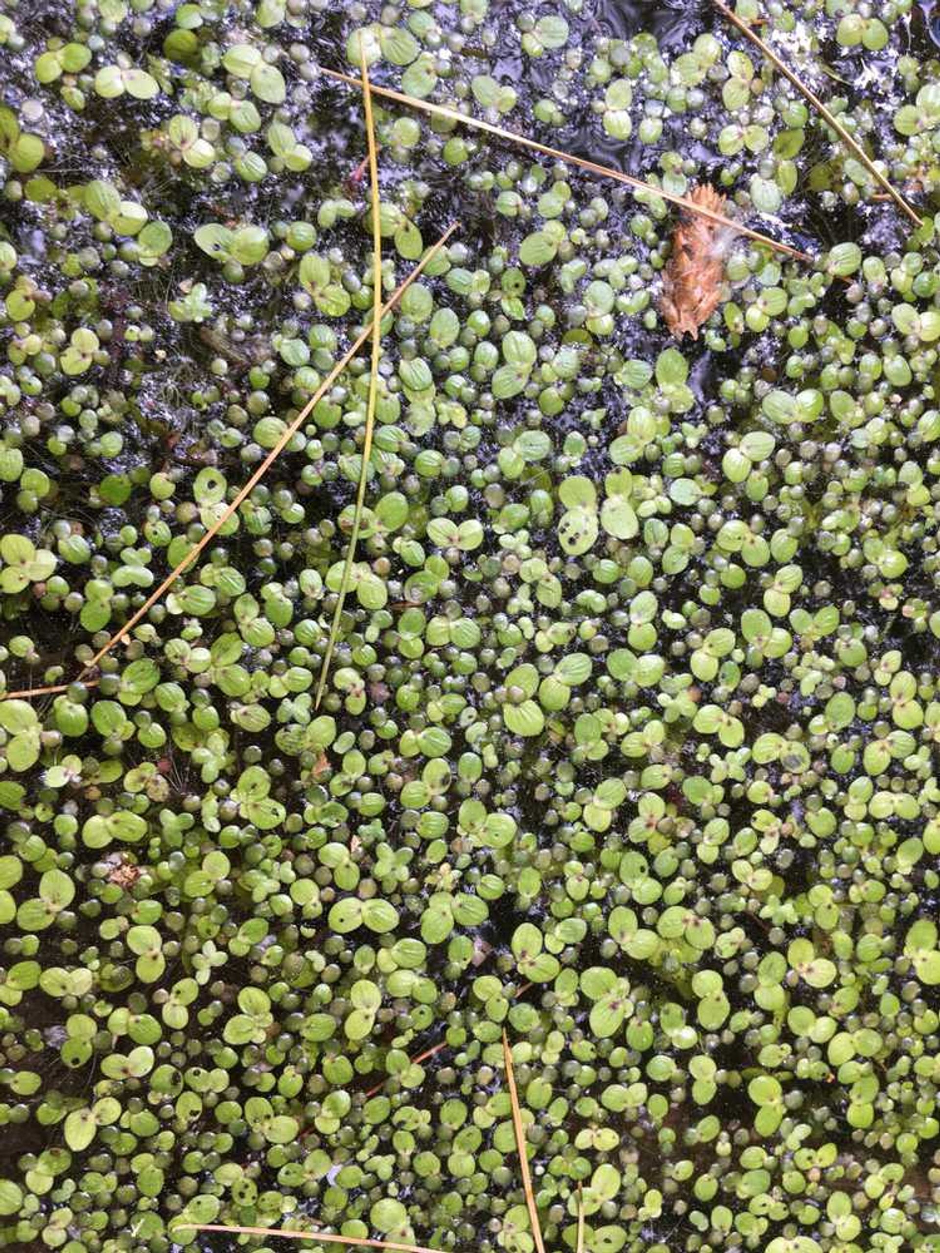 Green leaves in the water.