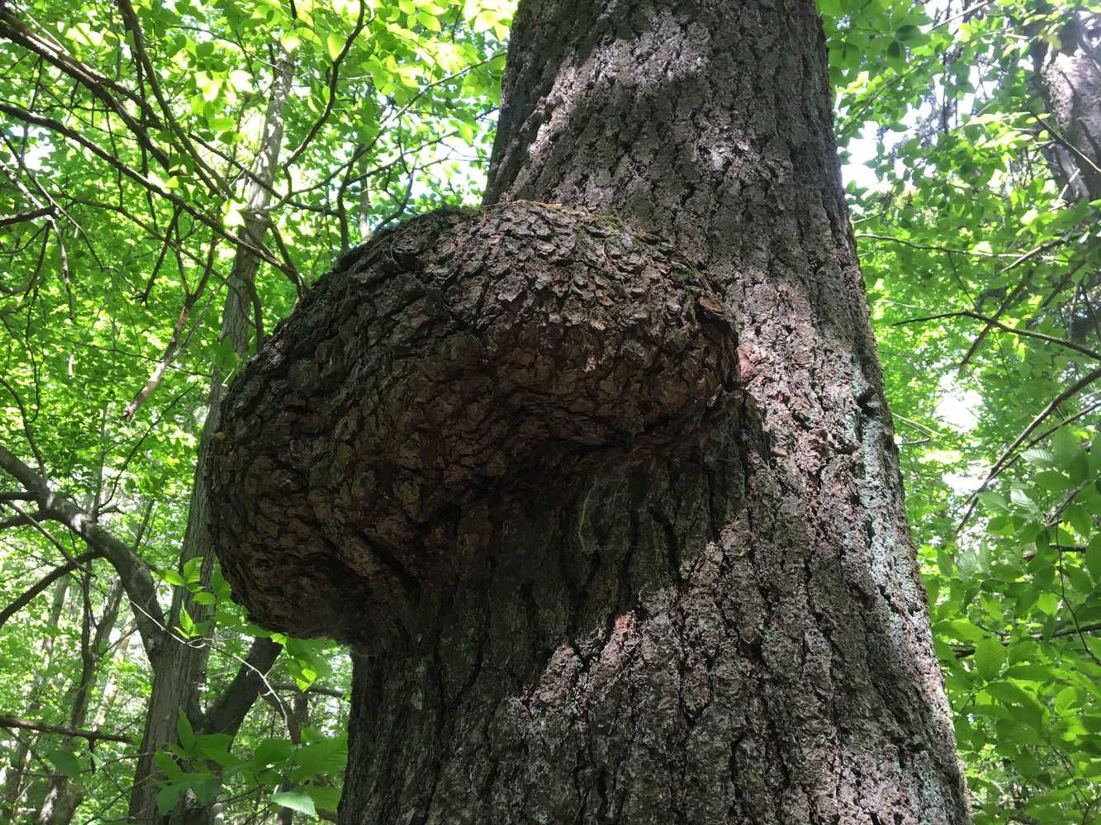 A burl in a tree.