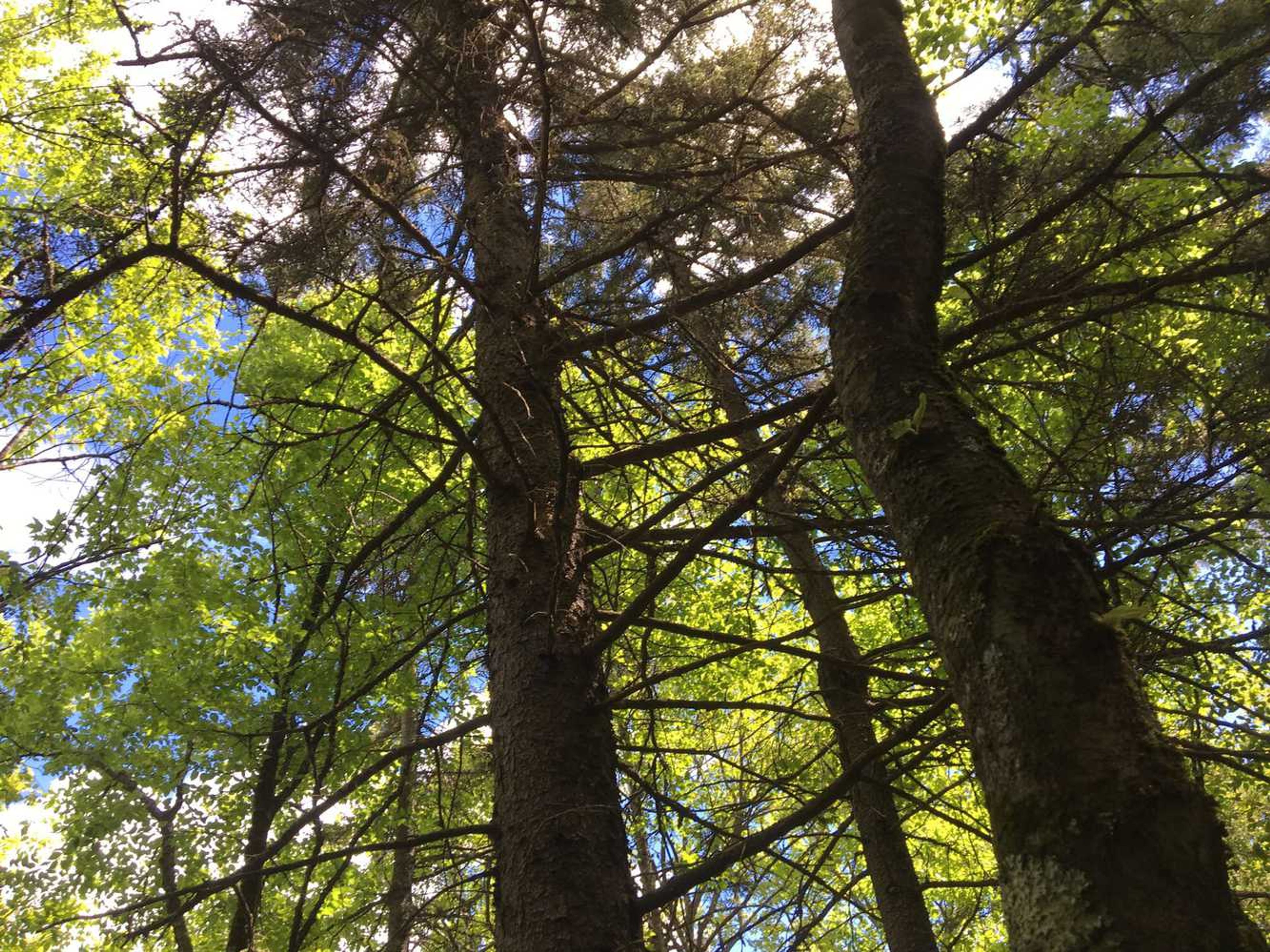 A view up to pine tree branches in the forest.