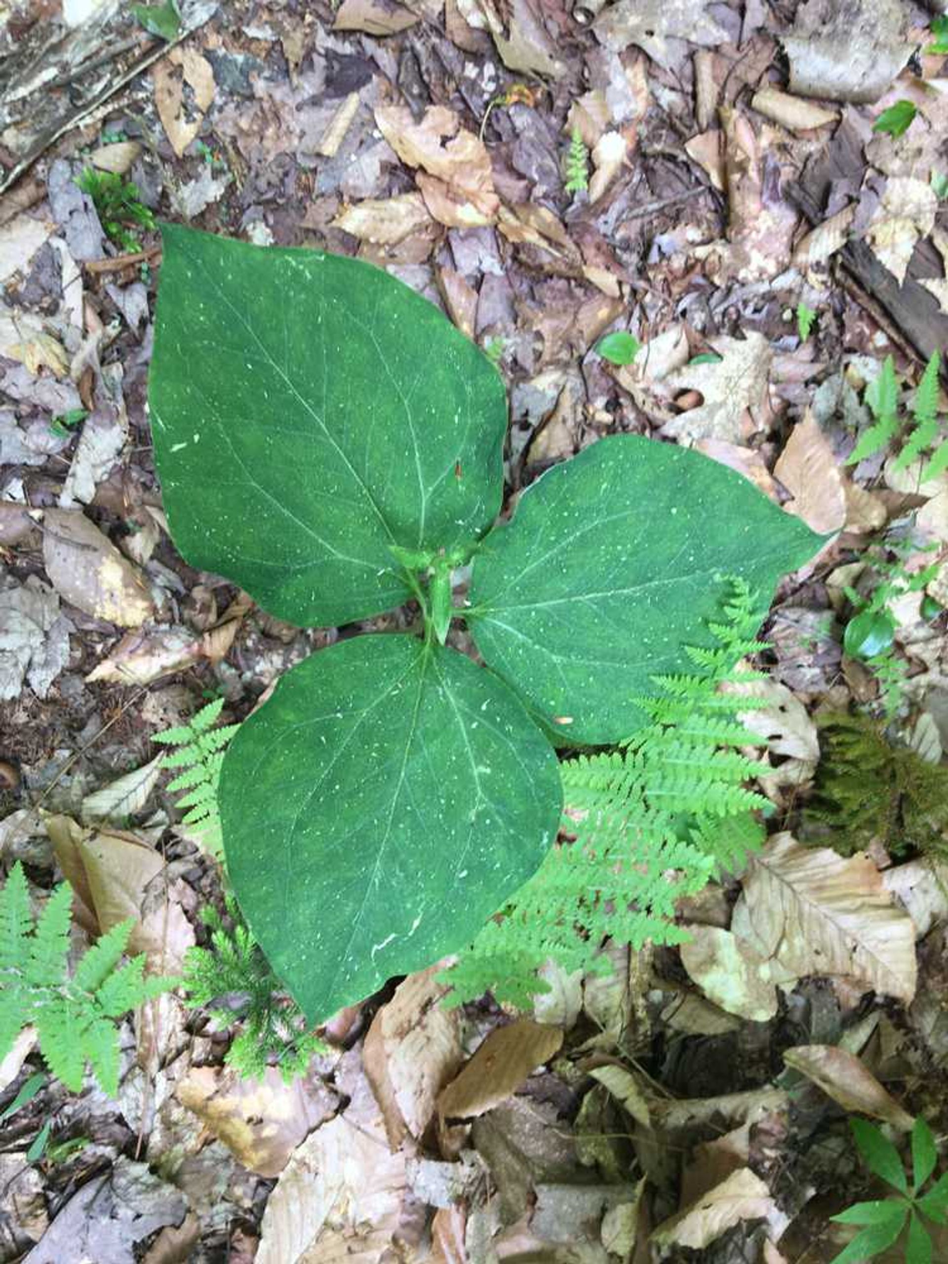 Flora and fauna on the forest floor.