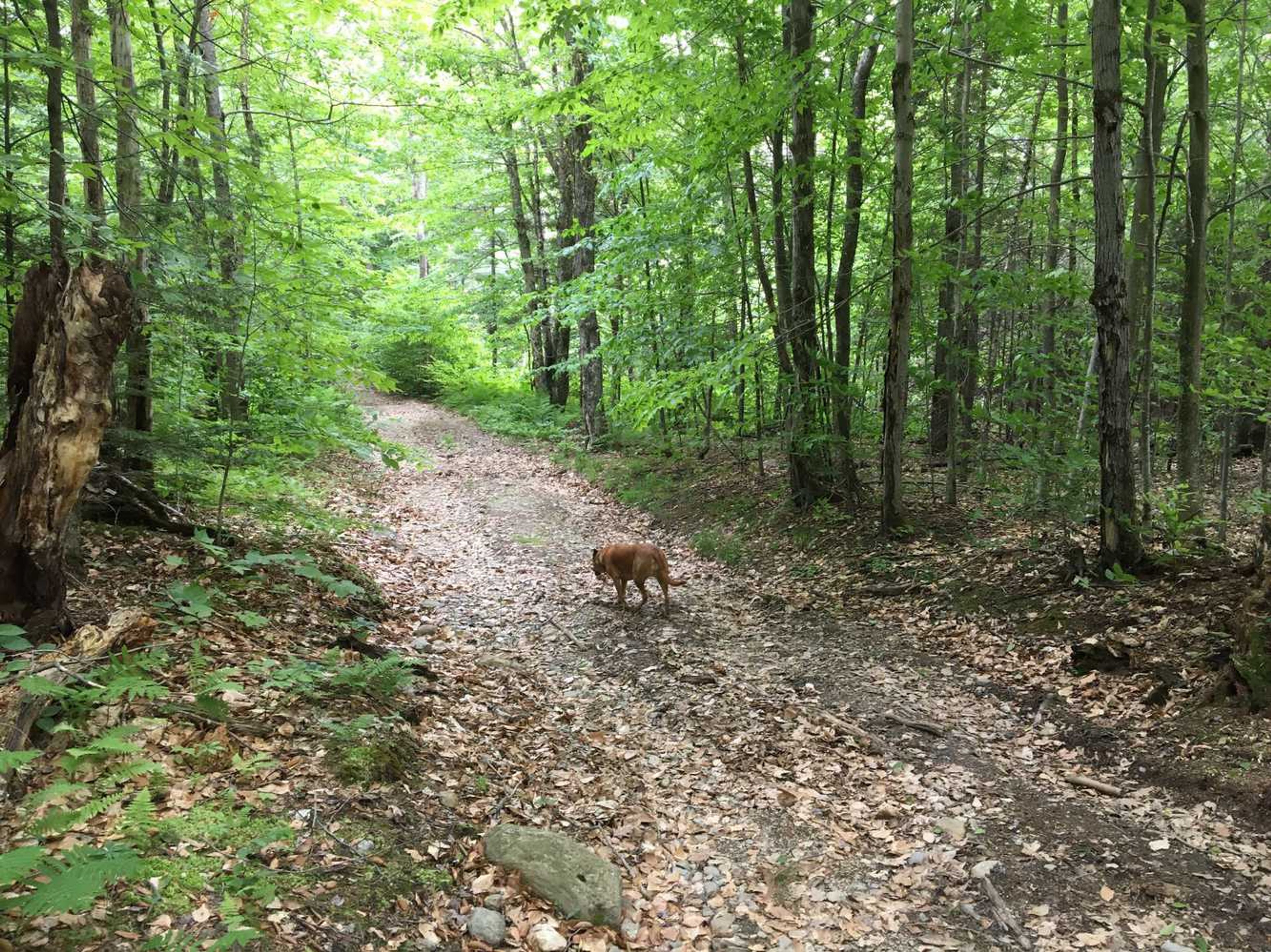 A dog on the trail at the reservation.