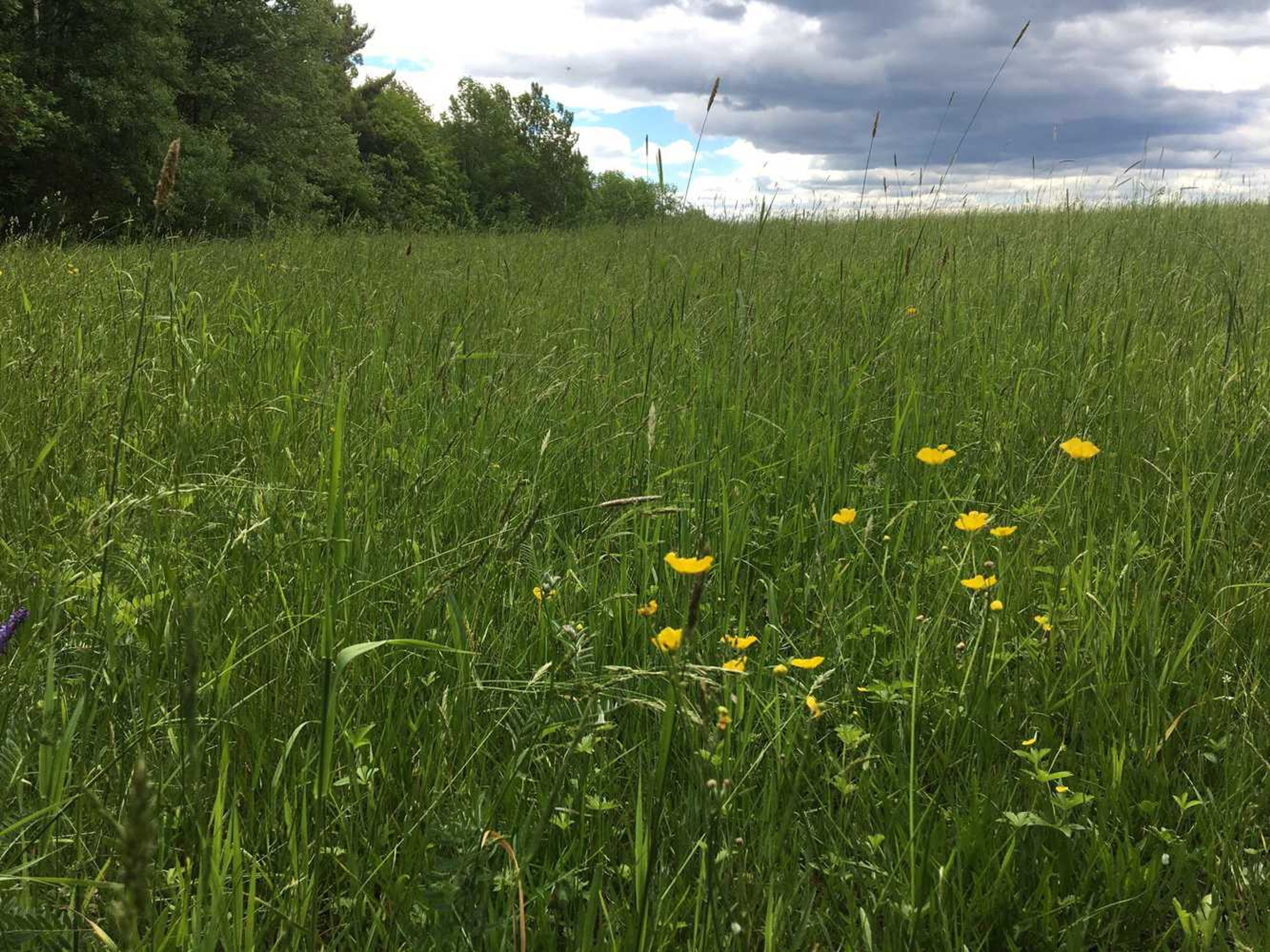 A green meadow with forest beyond.