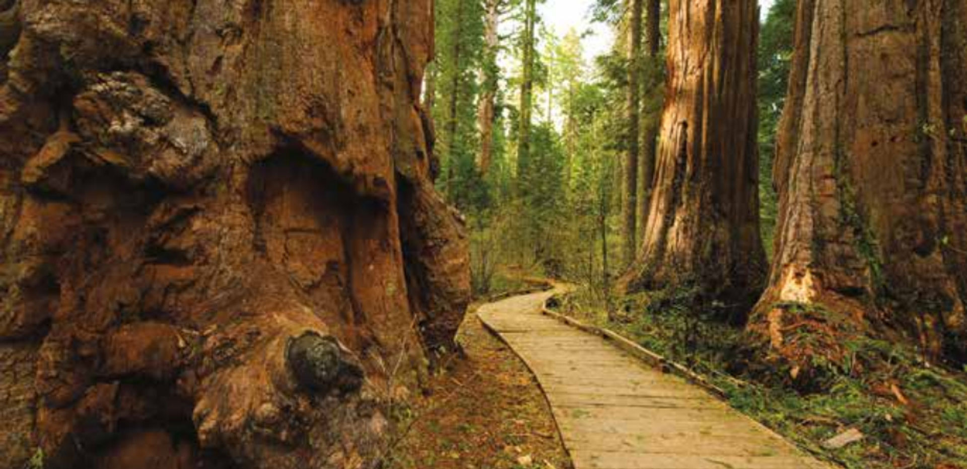 View along the North Grove boardwalk trail