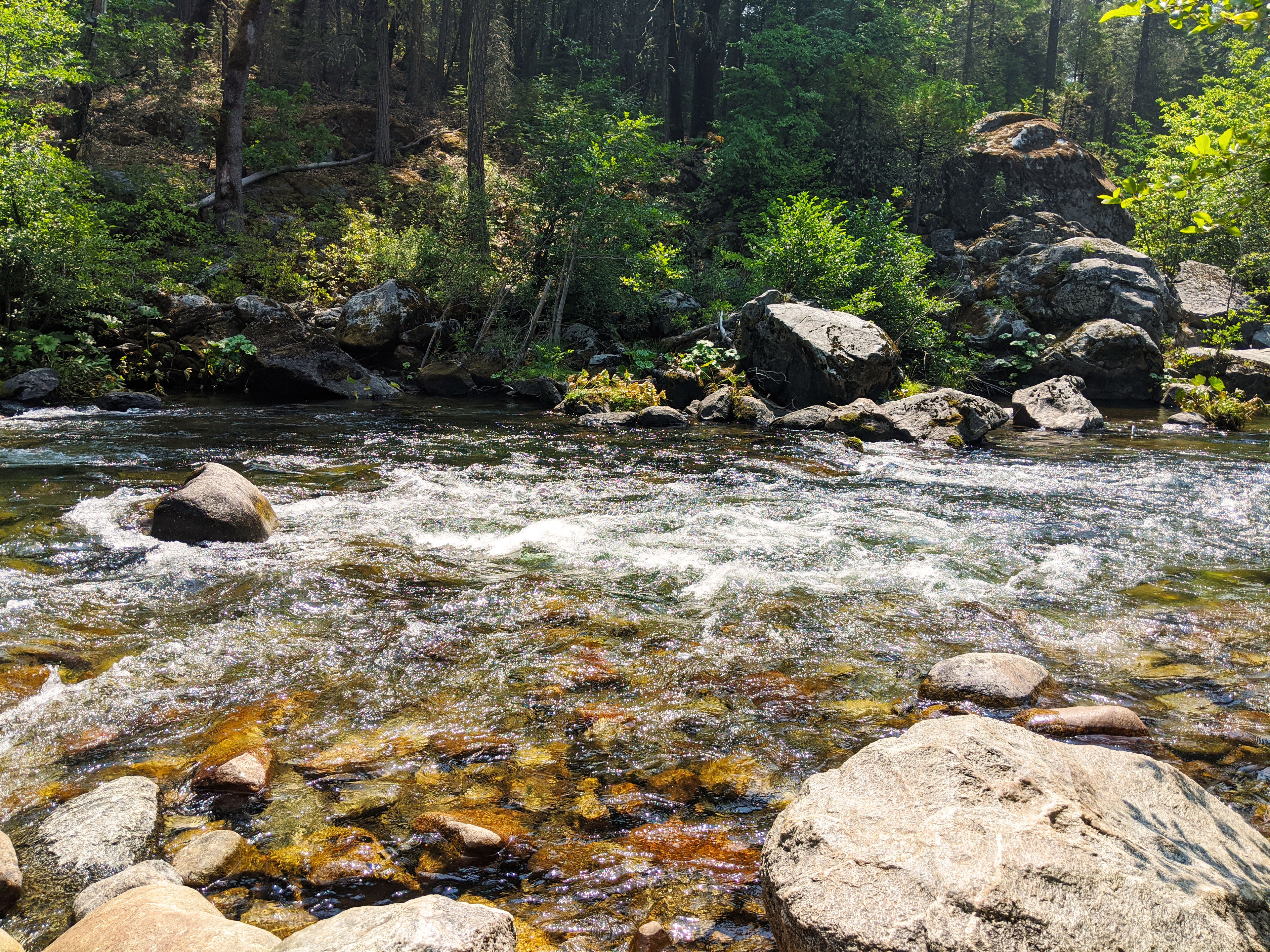 Along the Stanislaus River in Calaveras Big Trees State Park