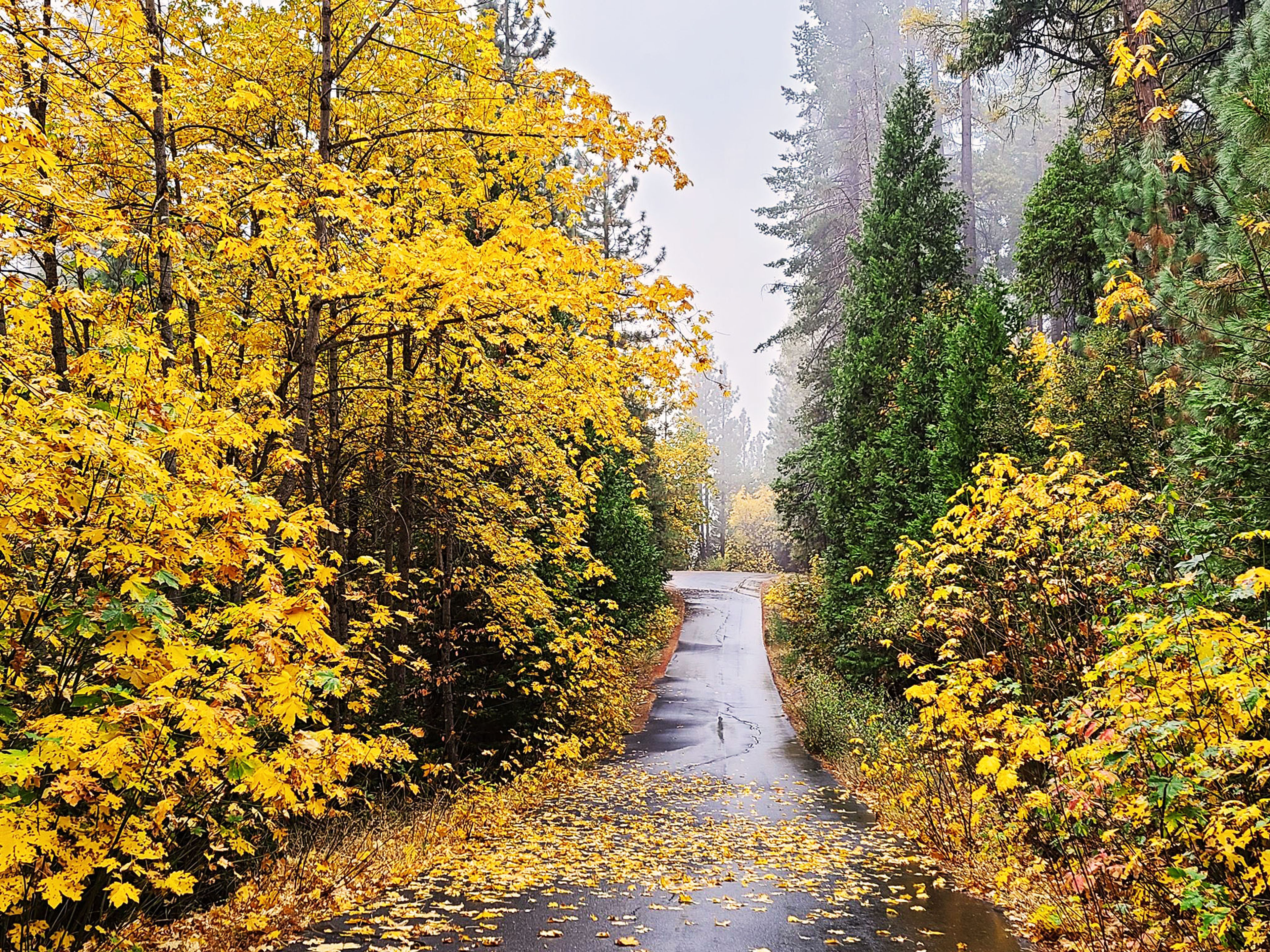 Fall colors in Calaveras Big Trees State Park