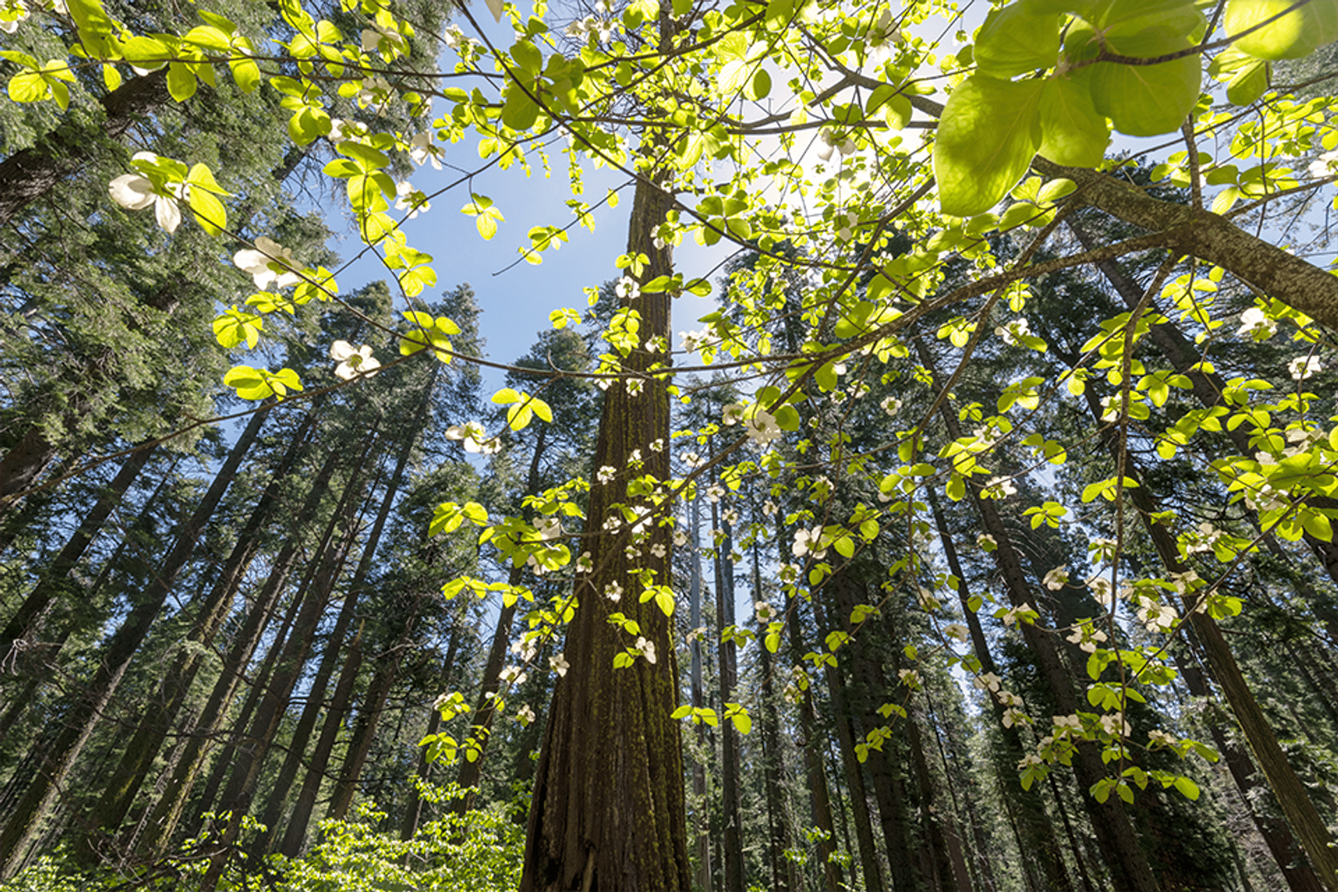 Dogwoods blooming in the spring at Calaveras Big Trees State Park