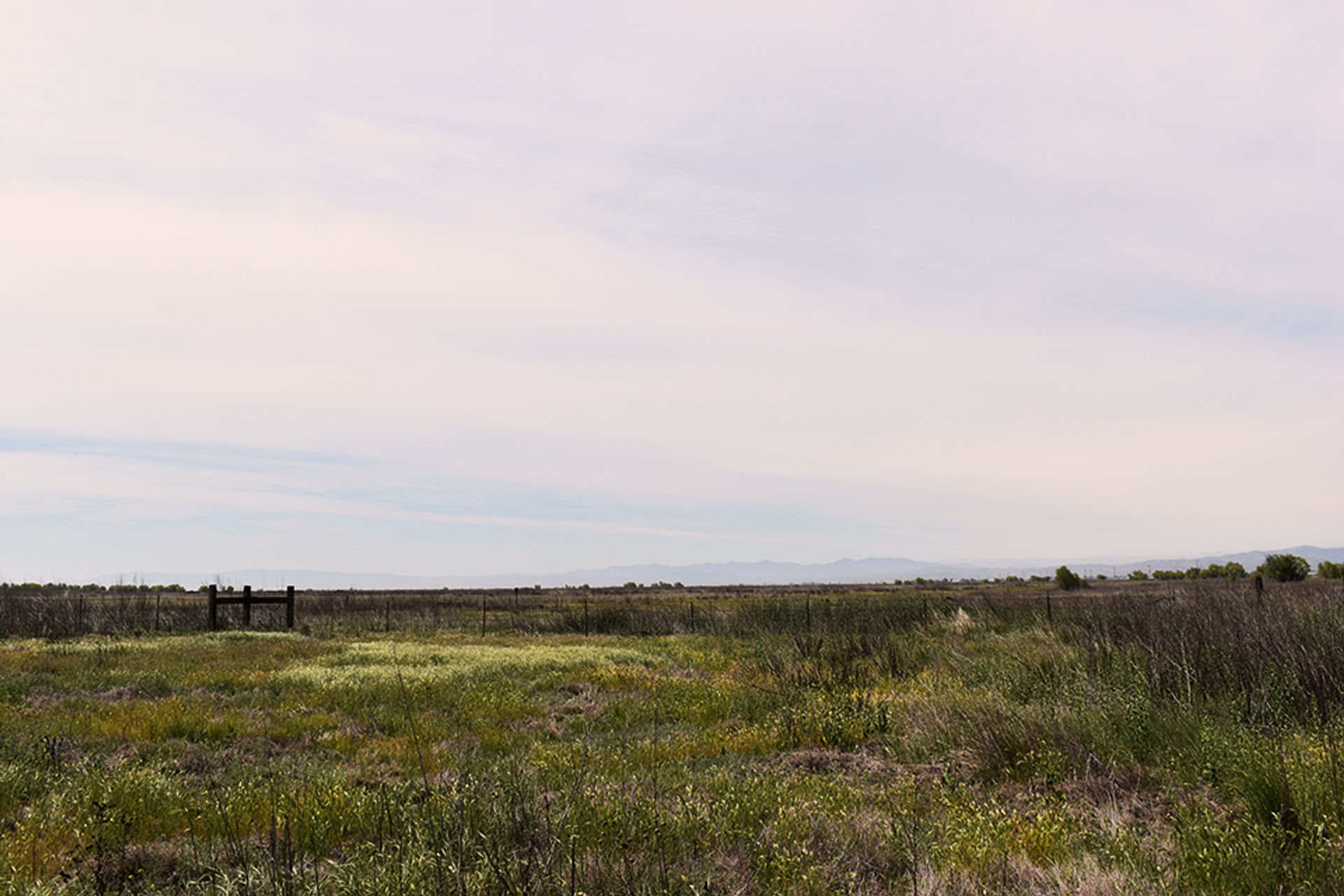 Wild grasses grow in Great Valley Grasslands State Park