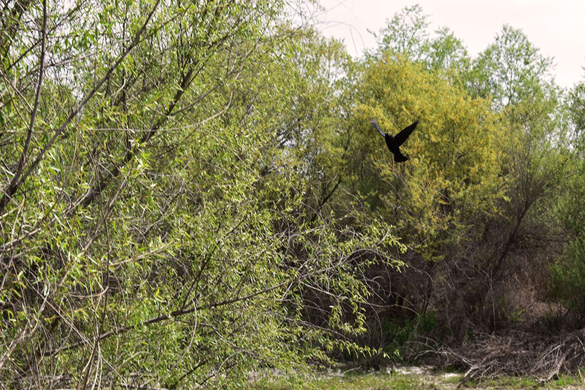 Black bird in flight at Great Valley Grasslands State Park