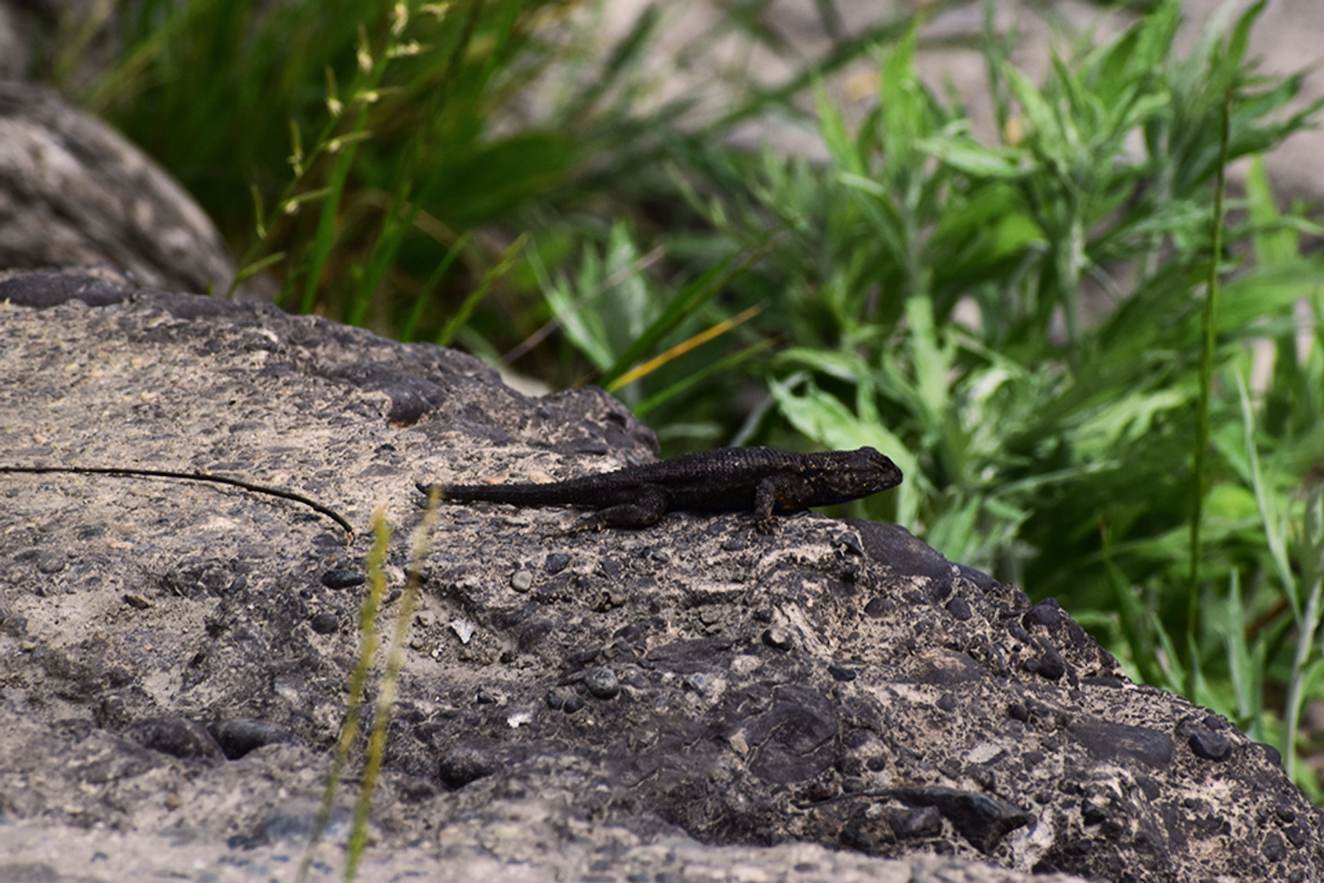 Lizard sighting in Great Valley Grasslands State Park