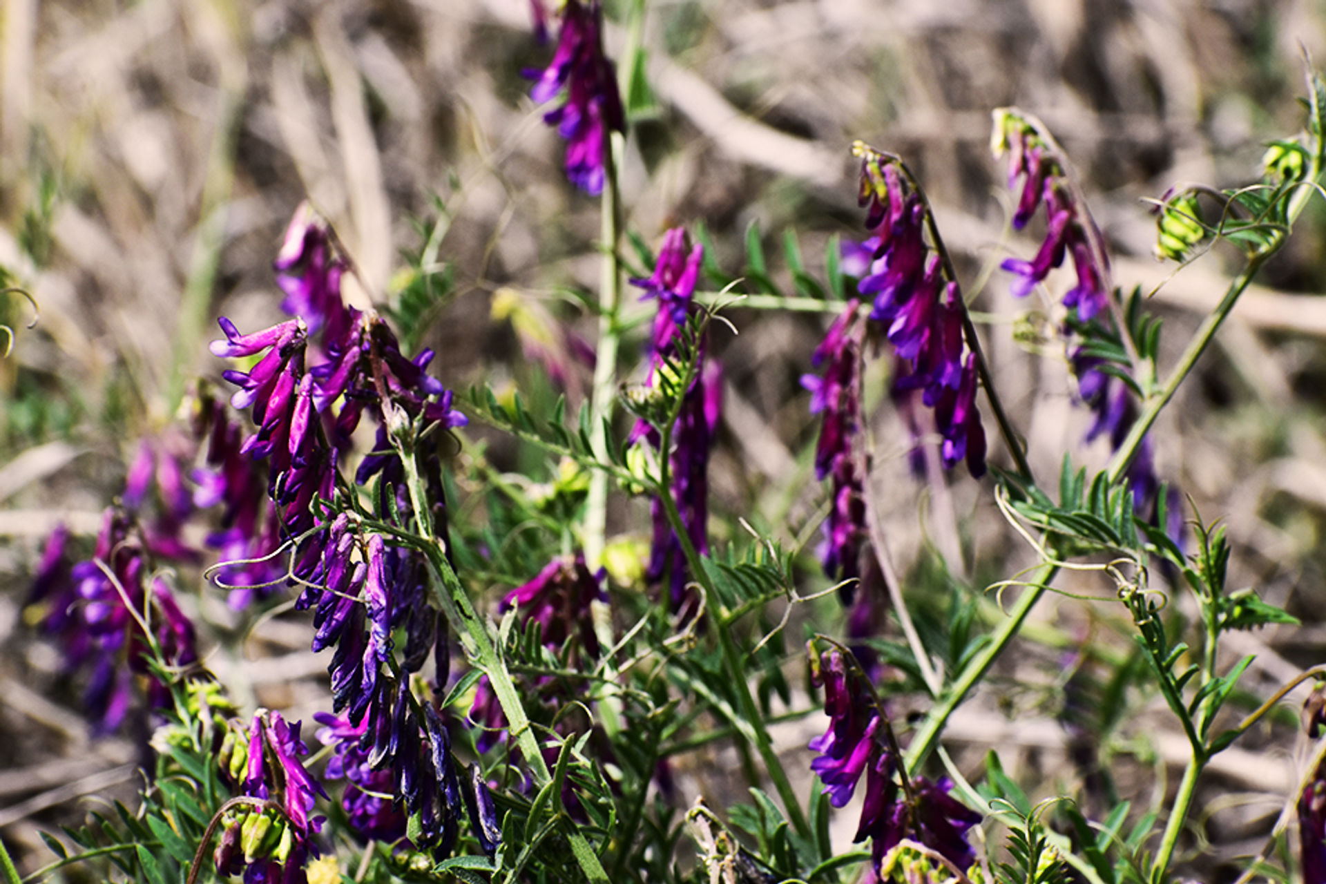 Wildflower in Great Valley Grasslands State Park