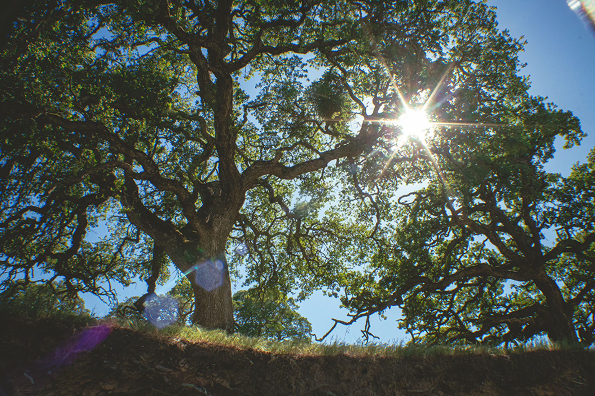 Oak Trees at Pacheco State Park