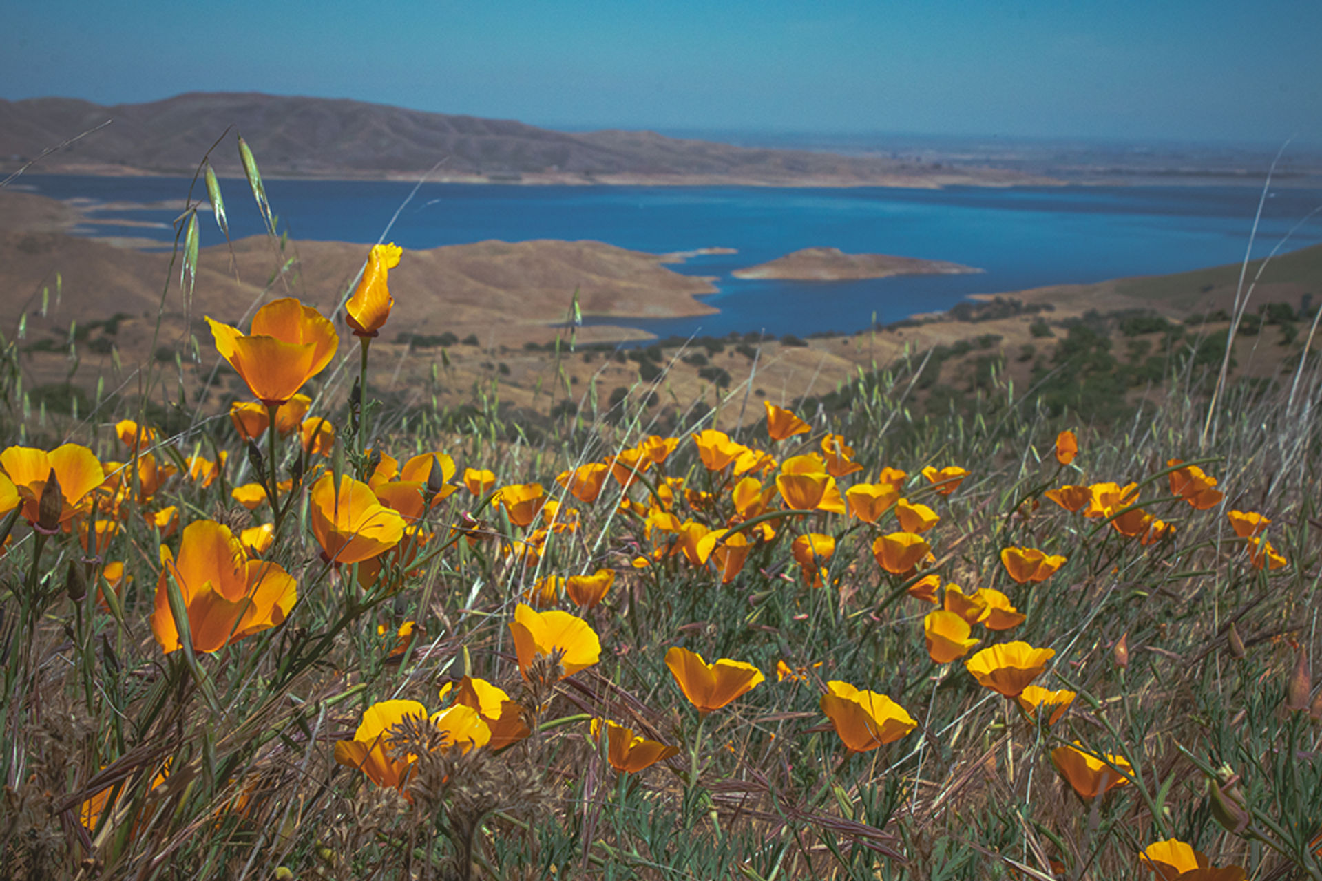 Poppies overlooking reservoir at Pacheco State Park