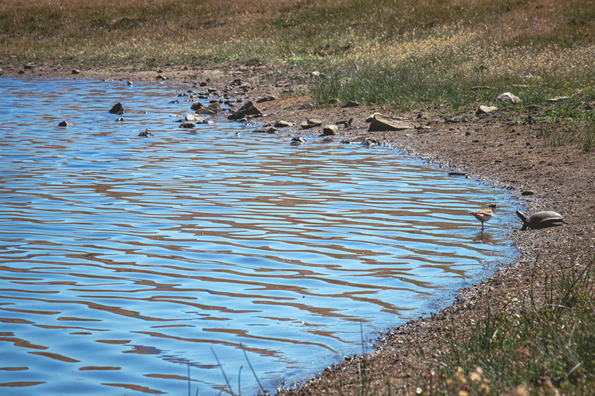 Bird and turtle hanging out at Pond in Pacheco State Park