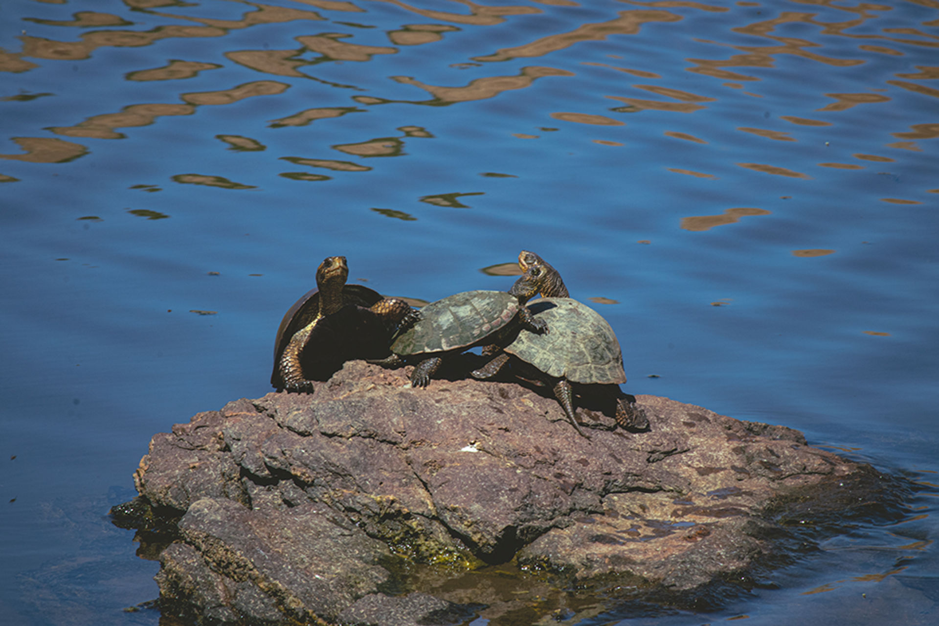 Turtles seen at Pacheco State Park