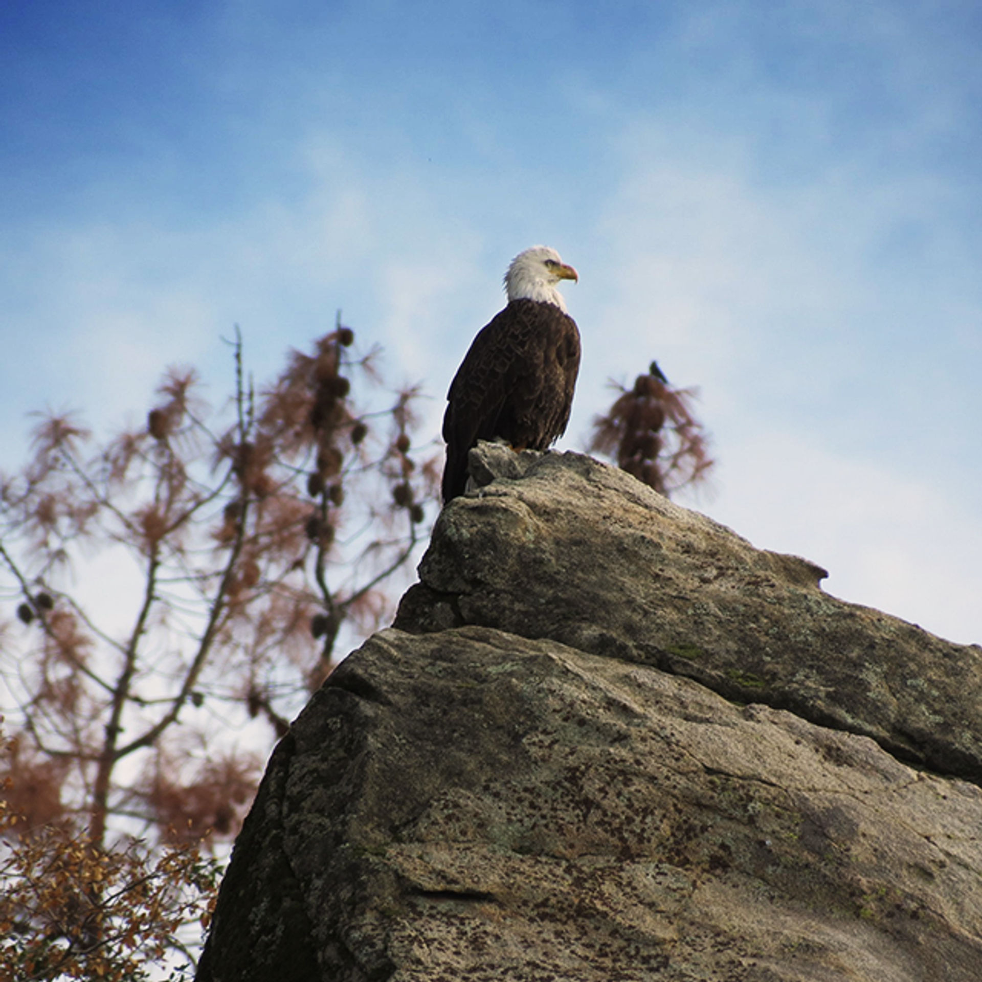 Eagle in Millerton Lake State Recreation Area