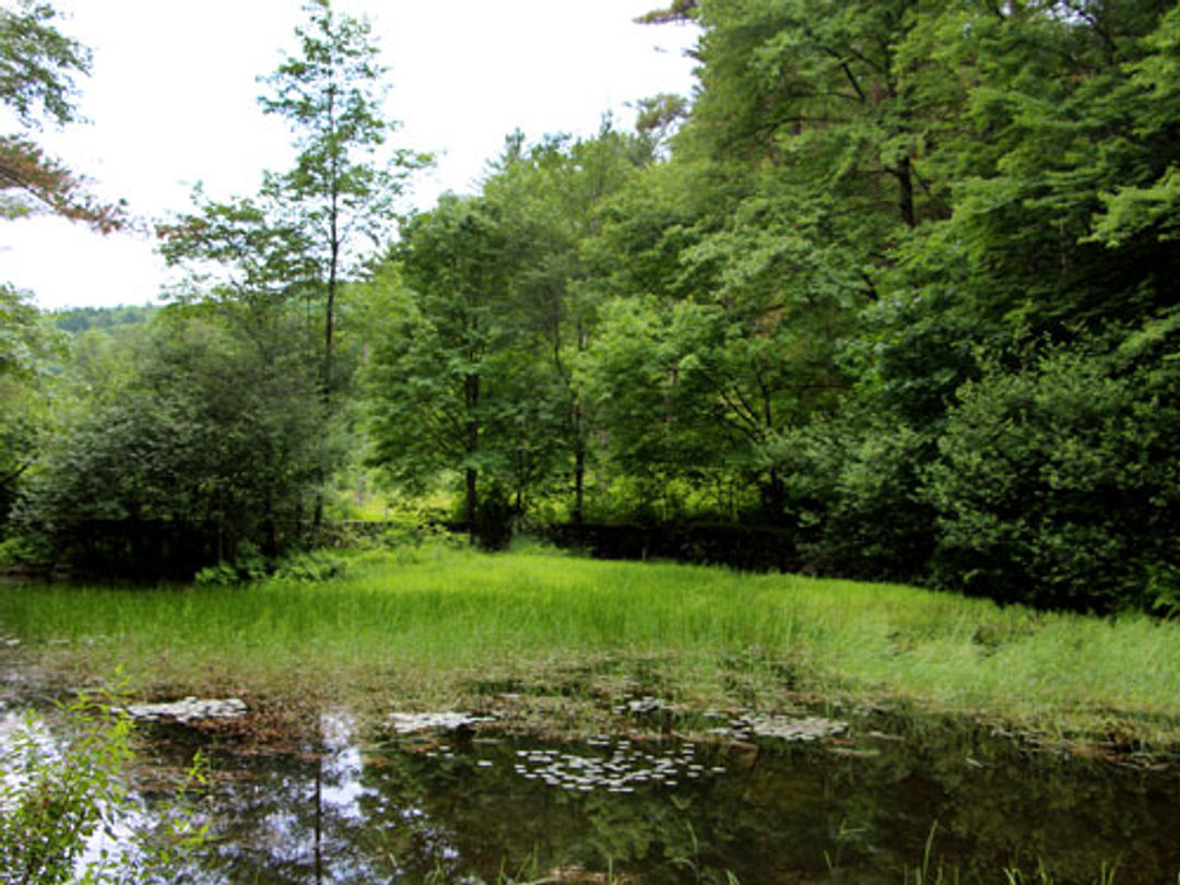 A view of the water with forest beyond.