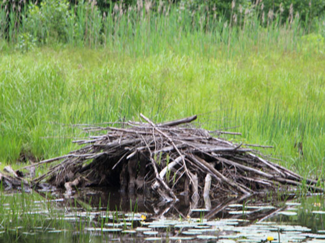 A beaver lodge in the pond on the Madame Sherri reservation.