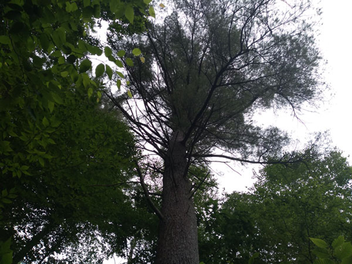 Looking up at a white pine tree.