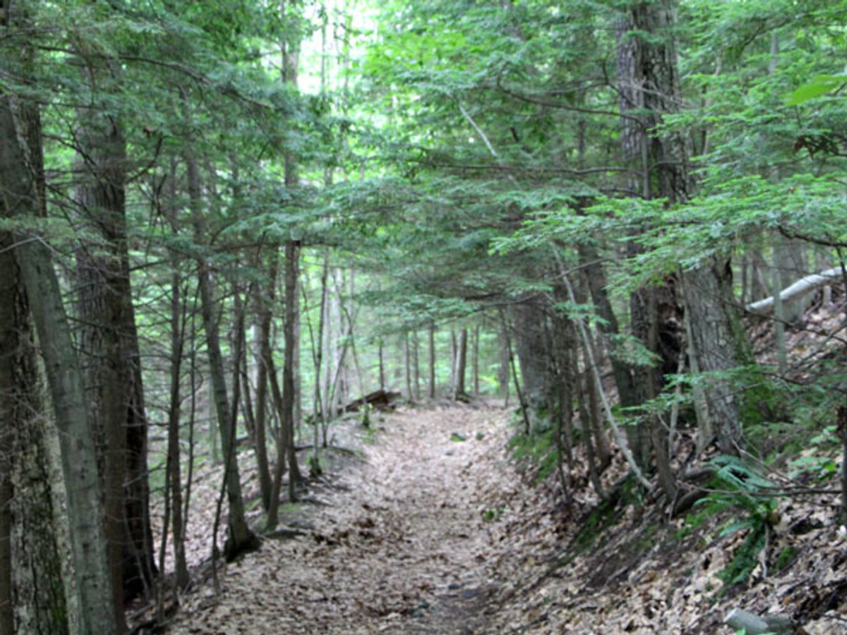 The trail runs through an Eastern Hemlock forest.